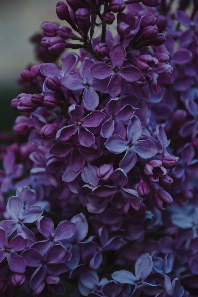 purple lilac flowers, close-up, soft light, SD Phone Wallpaper