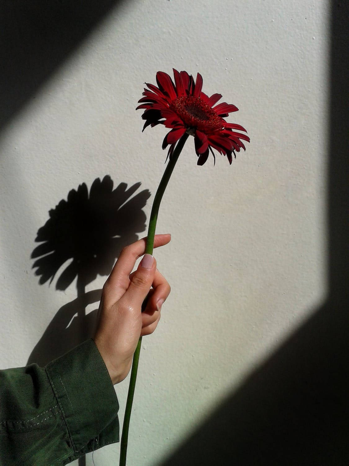 red gerbera daisy, sunlit wall, sharp shadow, HD Phone Wallpaper