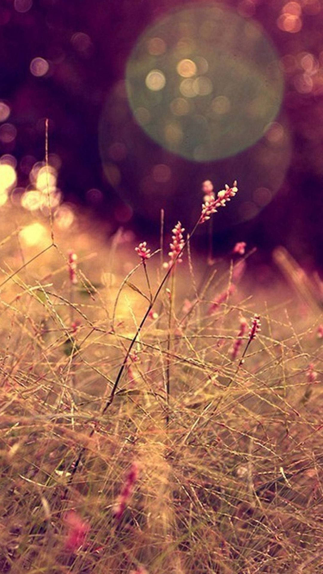 Poa Annua grass, pink wildflowers, golden grasses, Full HD Phone Wallpaper