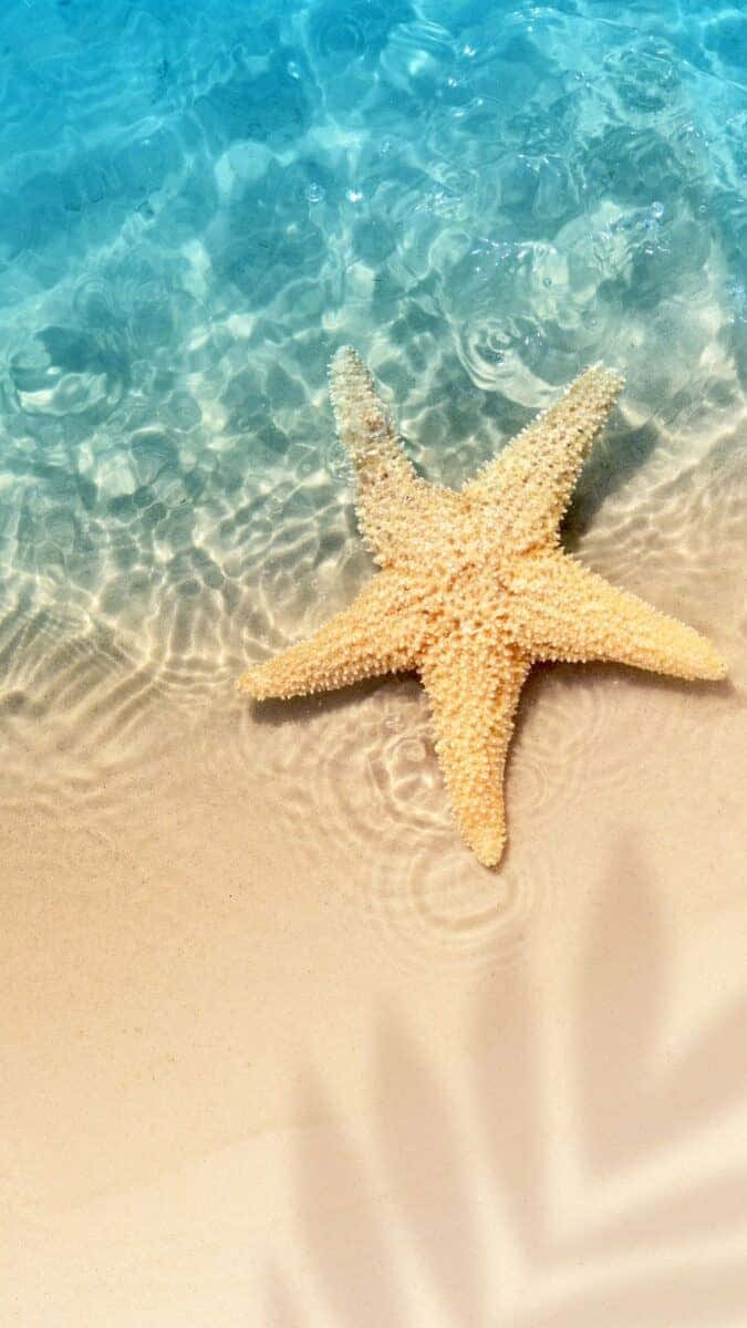 iPhone, starfish, sandy beach, SD Phone Wallpaper