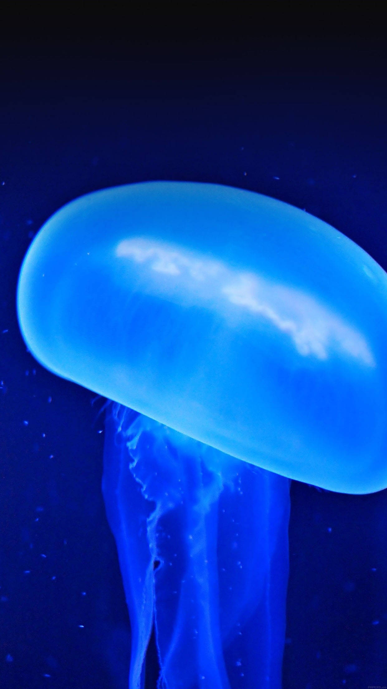glowing blue jellyfish, deep ocean backdrop, bioluminescent particles, Full HD Phone Wallpaper