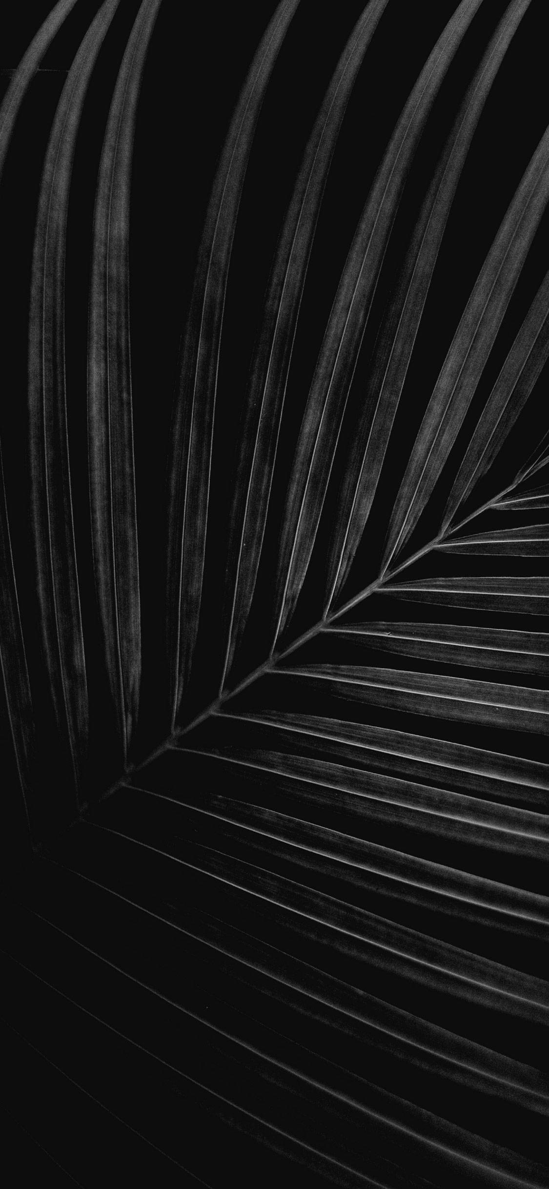 iPhone X Original, black and white, palm leaf, Full HD Phone Wallpaper