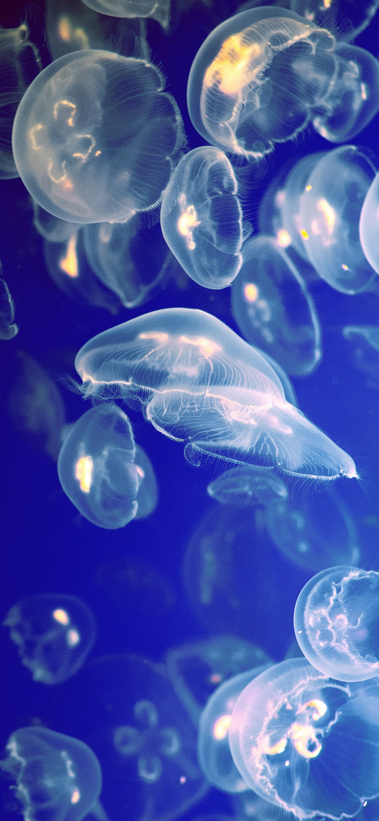 iPhone X Original, jellyfish, deep blue ocean, 2K Phone Wallpaper