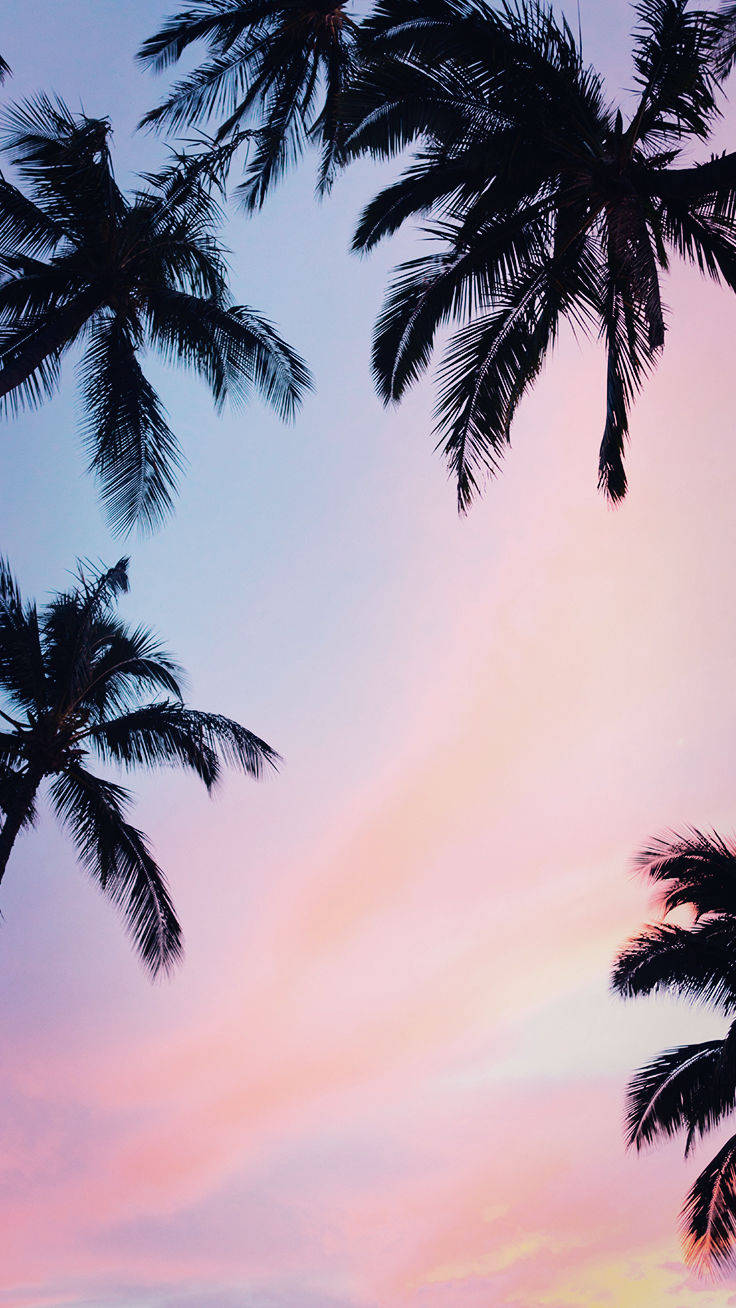 iPhone Xs, coconut trees, palm fronds, HD Phone Wallpaper