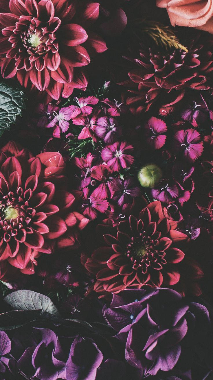 iPhone Xs, deep magenta, purple flowers, HD Phone Wallpaper