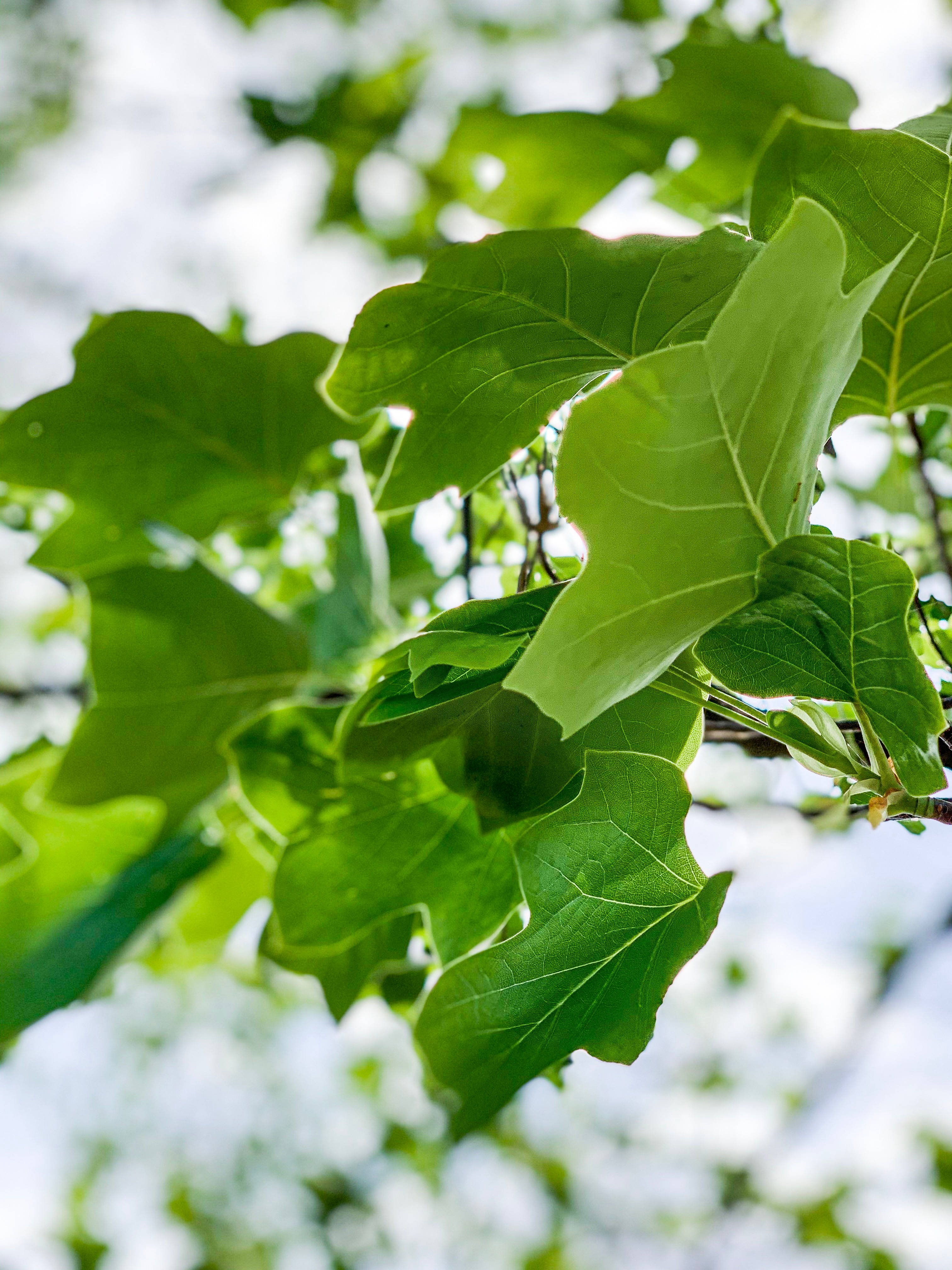 iPhone Xs, vibrant green tulip tree leaves, bright sunlight, 4K Phone Wallpaper