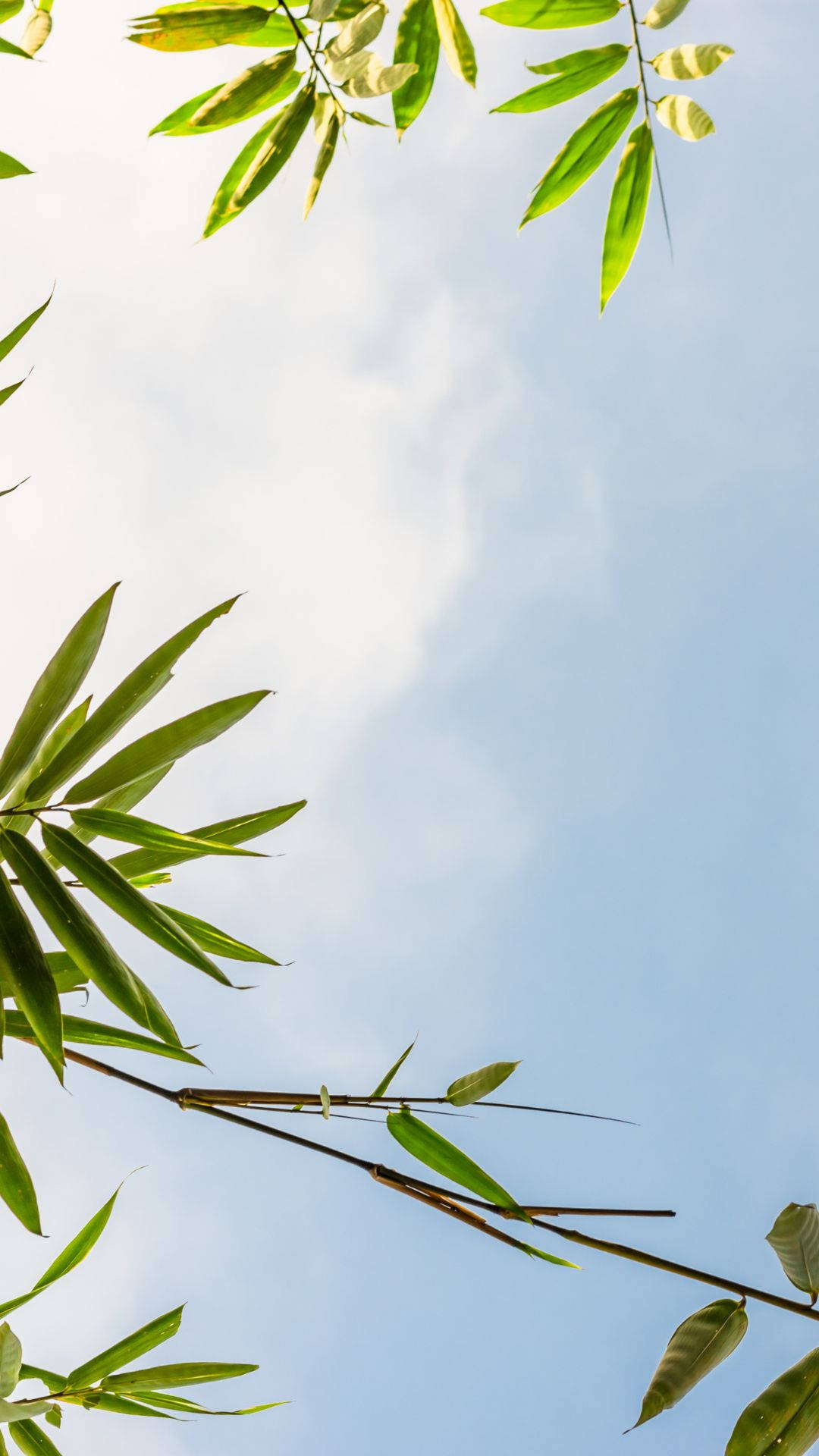iPod Touch, Heavenly Blue Sky, vibrant green bamboo leaves, Full HD Phone Wallpaper
