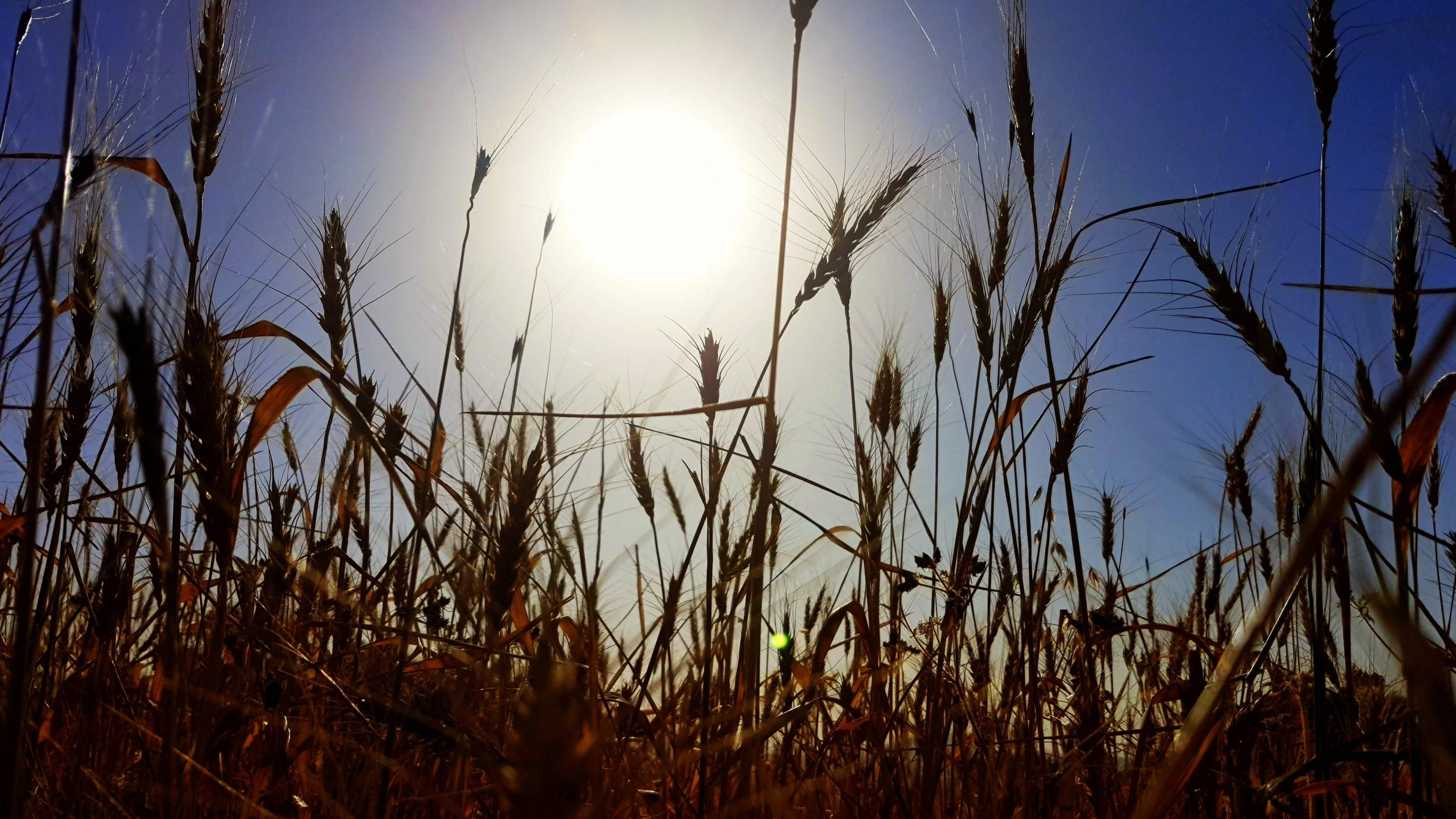 Iraq, wheat field, sunlight, 4K Desktop Wallpaper