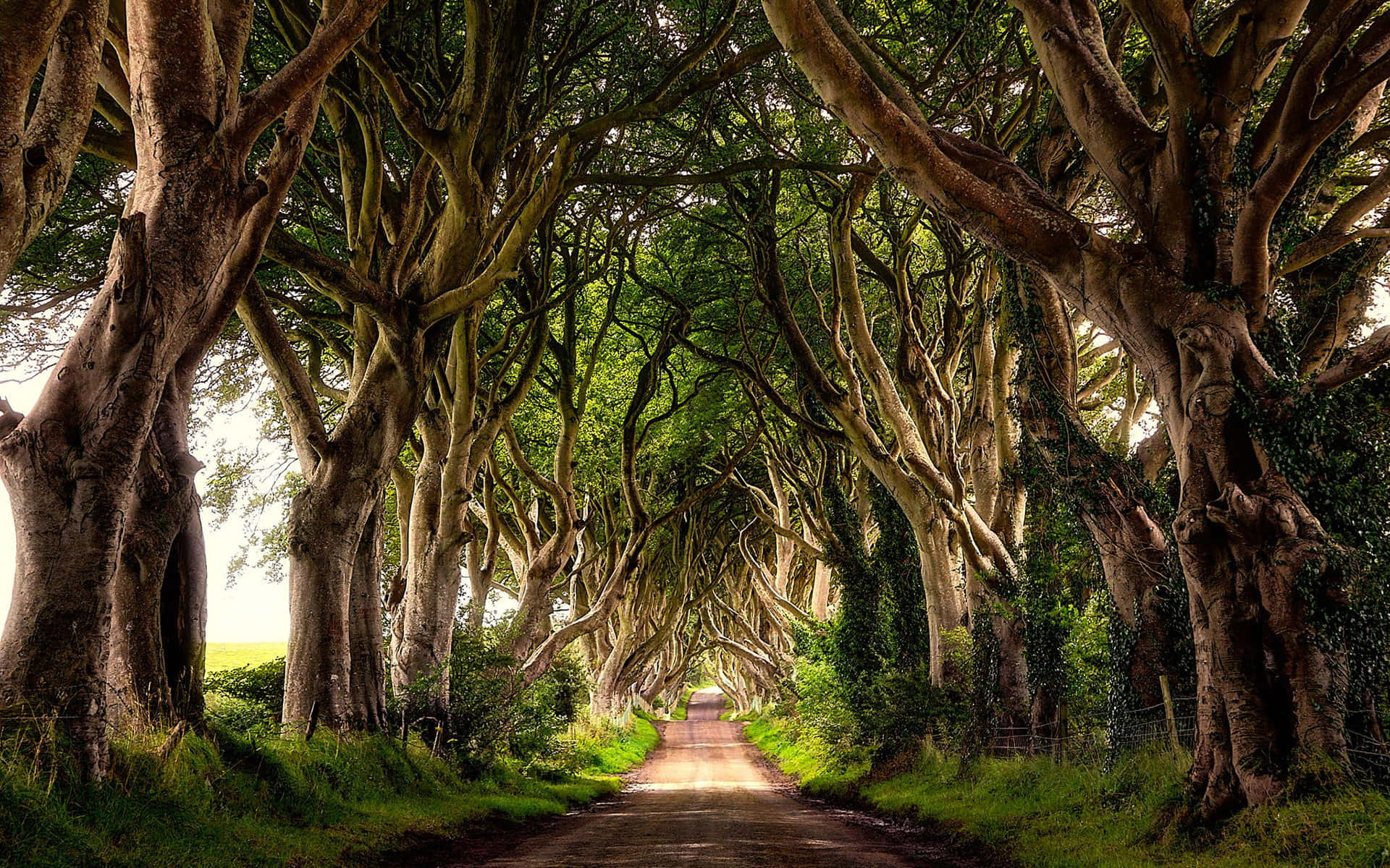 Ireland Desktop, Tree Path Ireland Desktop, dirt road, Full HD Desktop Wallpaper