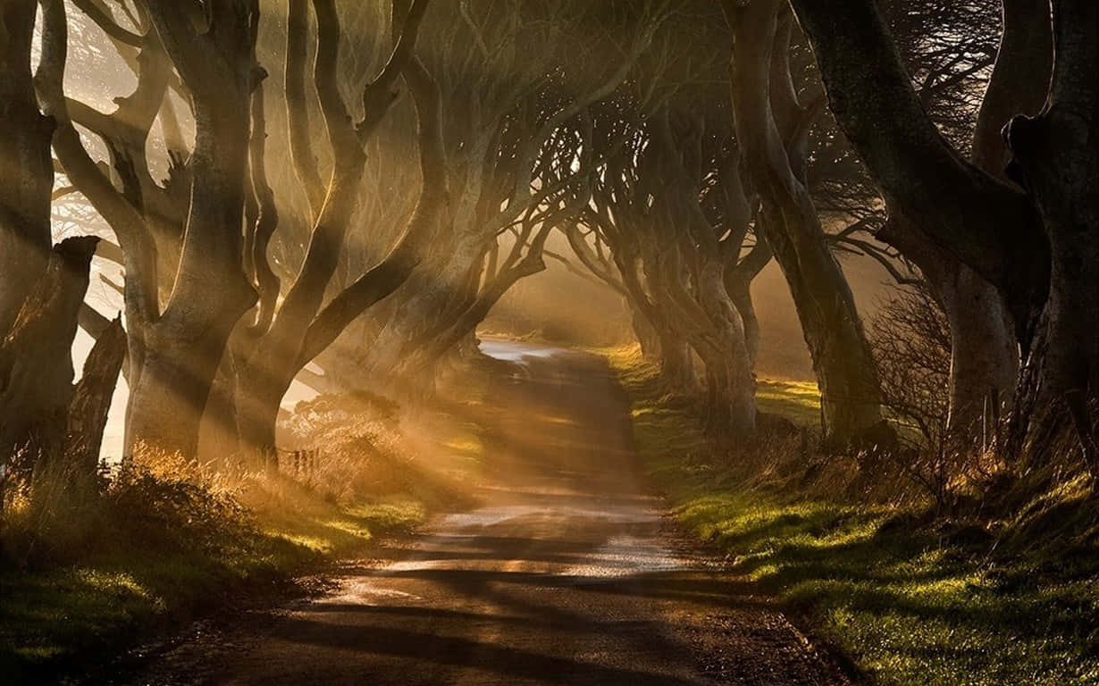 Ireland, winding road, golden sunlight, SD Desktop Wallpaper