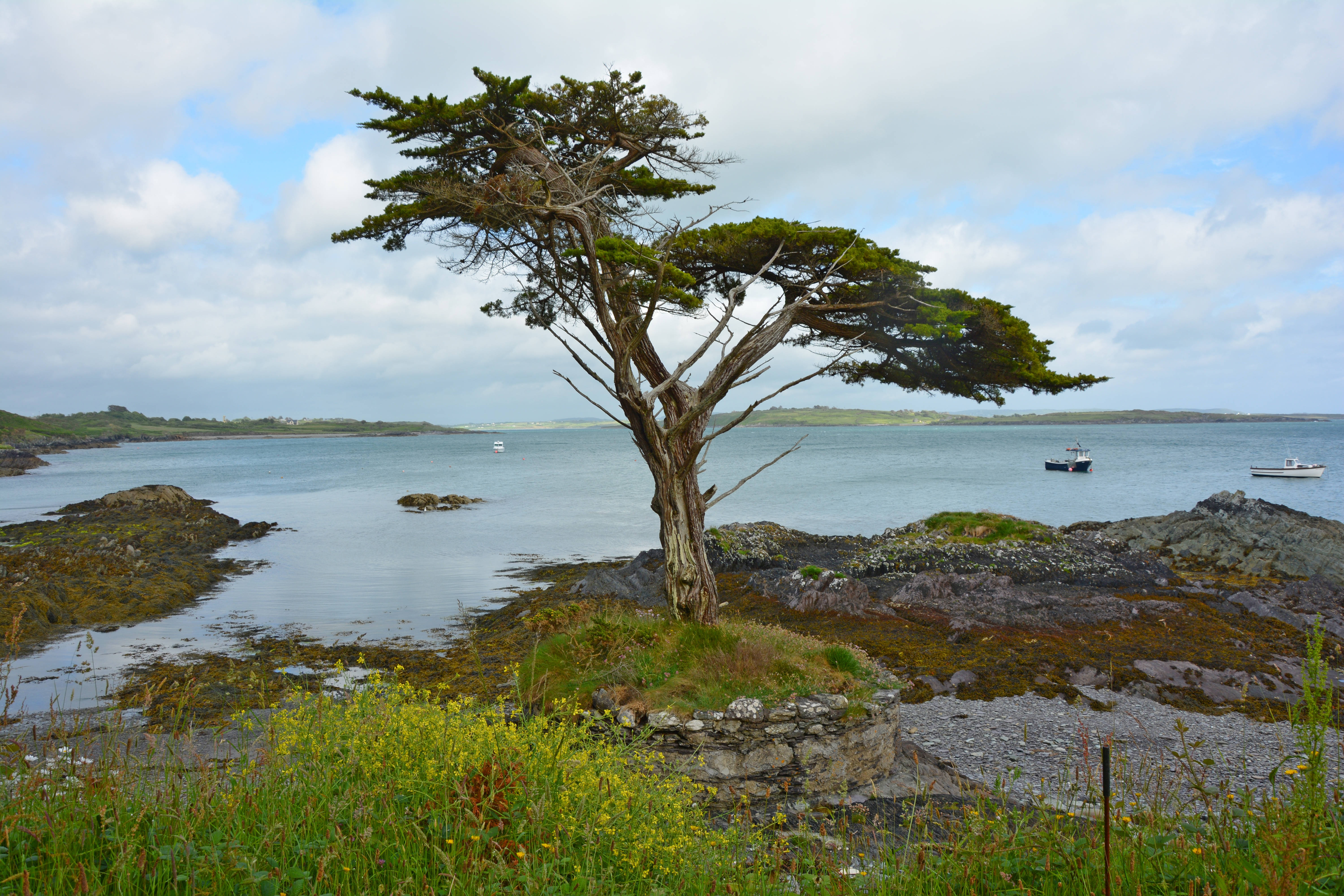 Ireland, lonely coast tree, rocky coastal outcrop, 5K Desktop Wallpaper