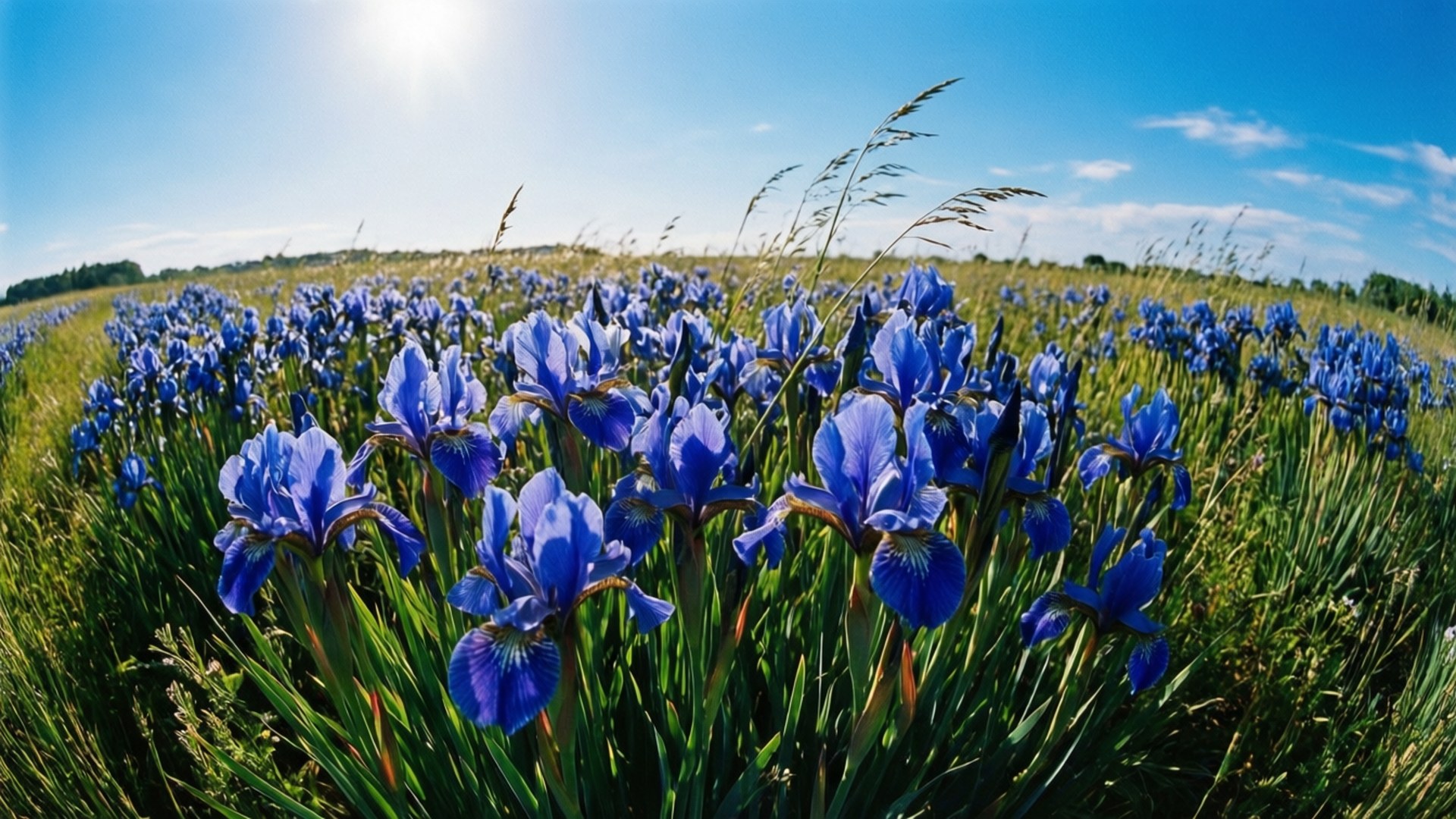 blue iris, meadow, sunlit, Full HD Desktop Wallpaper