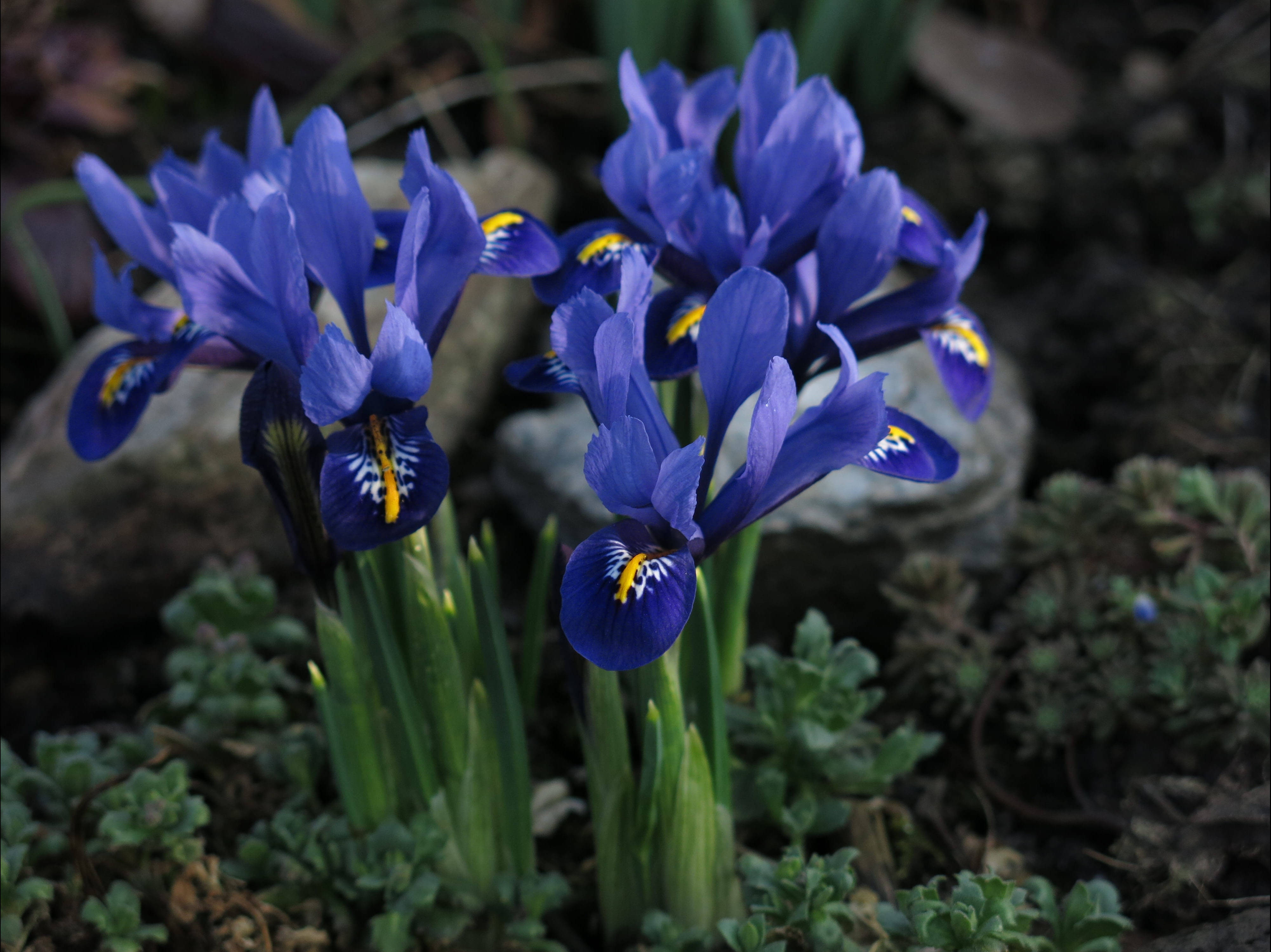 dwarf iris flowers, vibrant blue, yellow and white centers, 4K Desktop Wallpaper