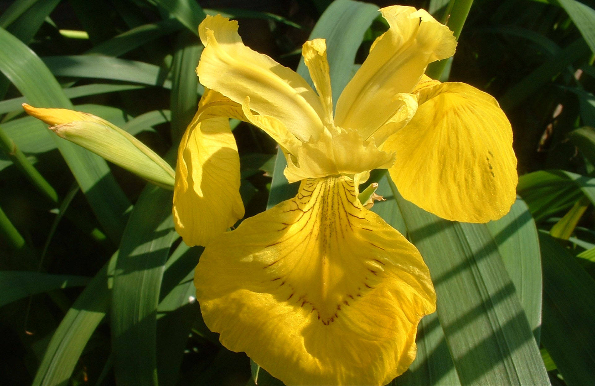 Yellow Flag Iris, yellow iris flower, bright sunlight, Full HD Desktop Wallpaper