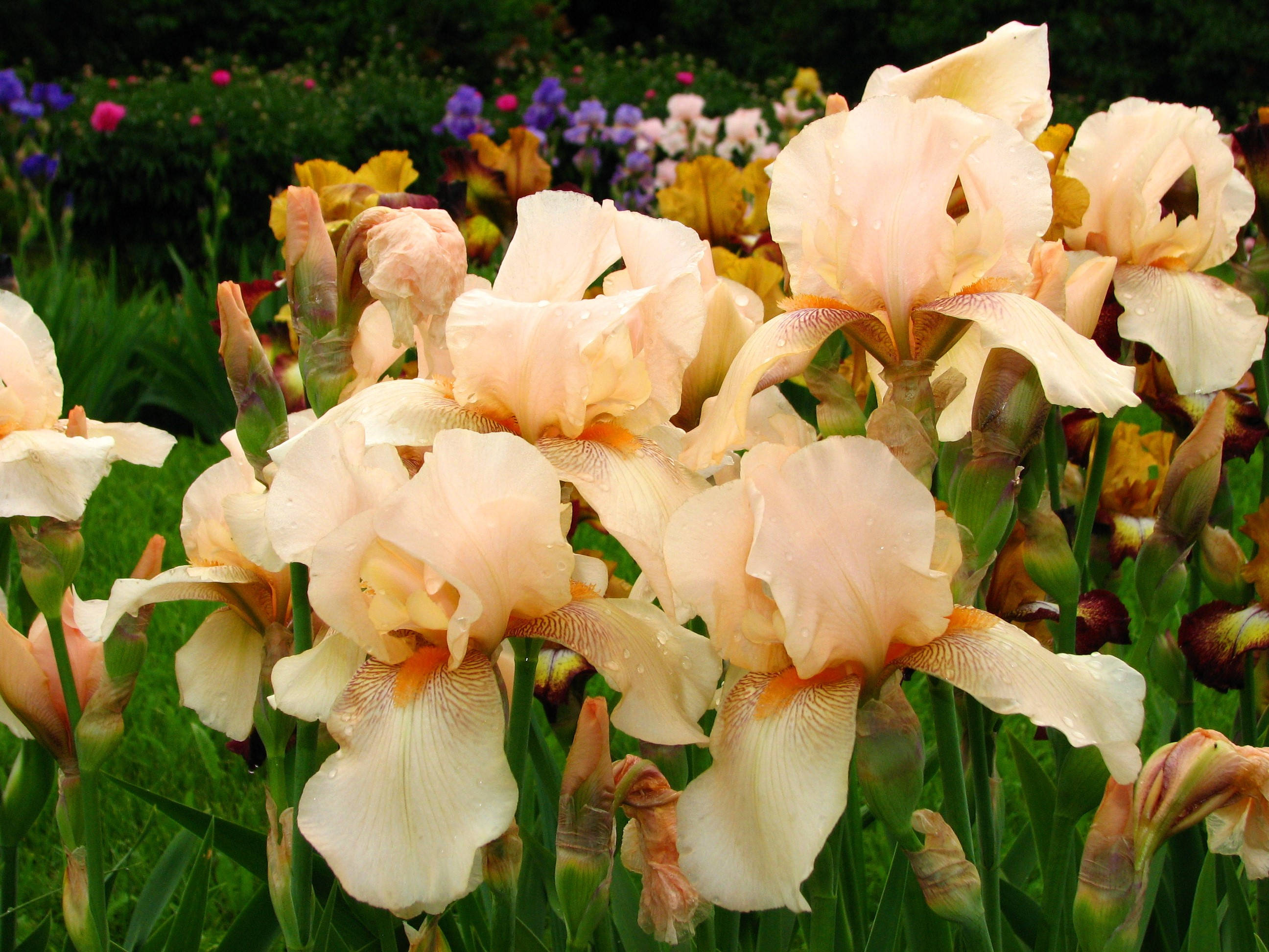 champagne elegance iris flower, soft peach irises, dewdrops, 2K Desktop Wallpaper