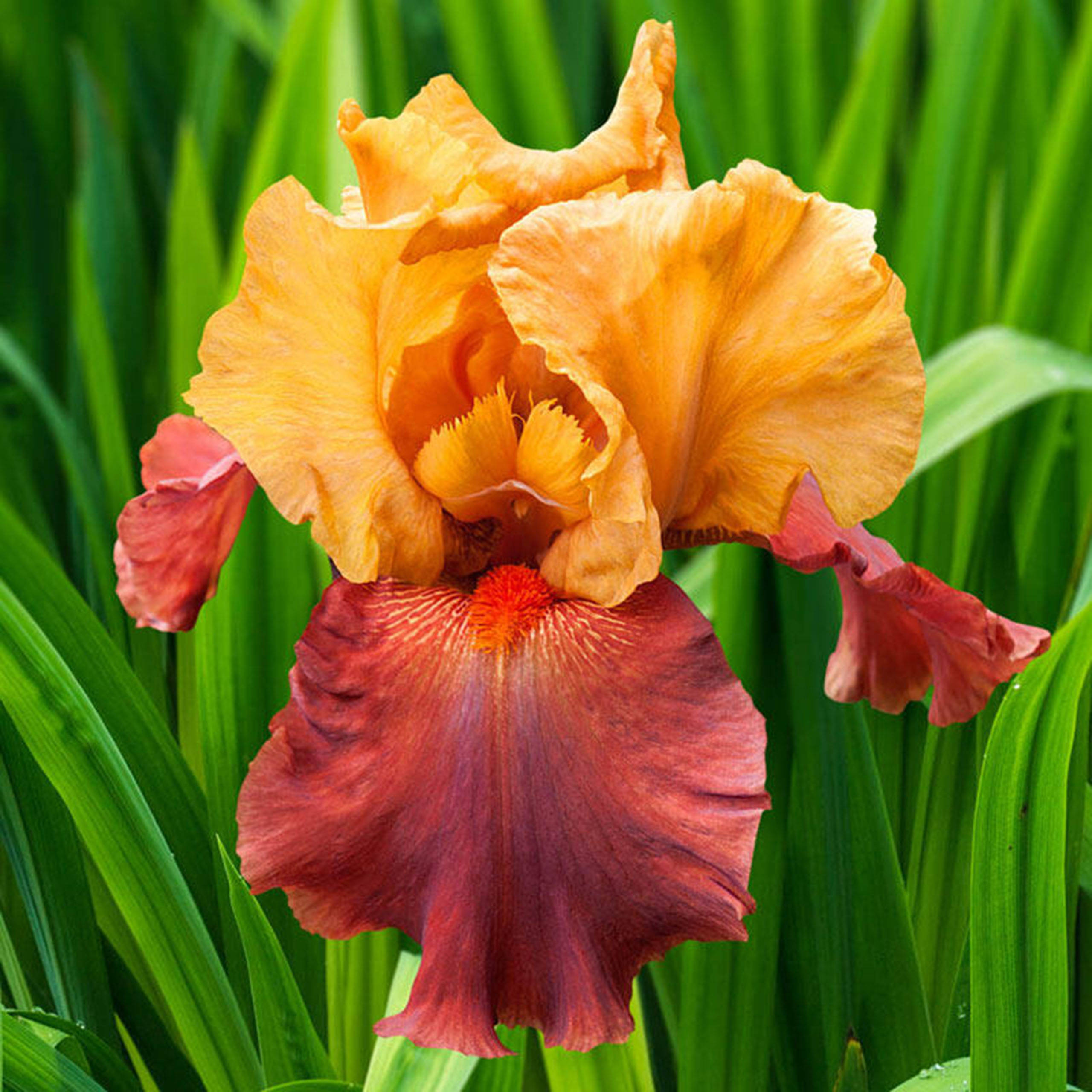 reblooming iris flower, vibrant orange, deep red, 2K Desktop Wallpaper