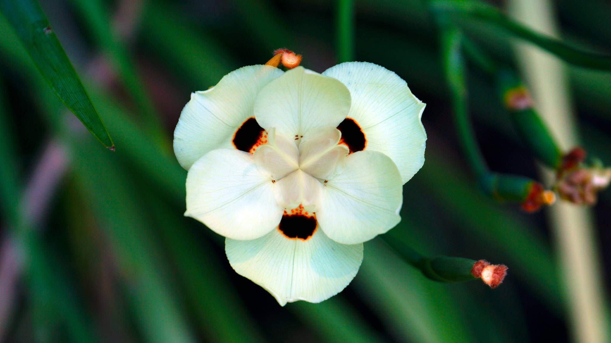 bicolor iris flower, white flower, black and orange centers, Full HD Desktop Wallpaper