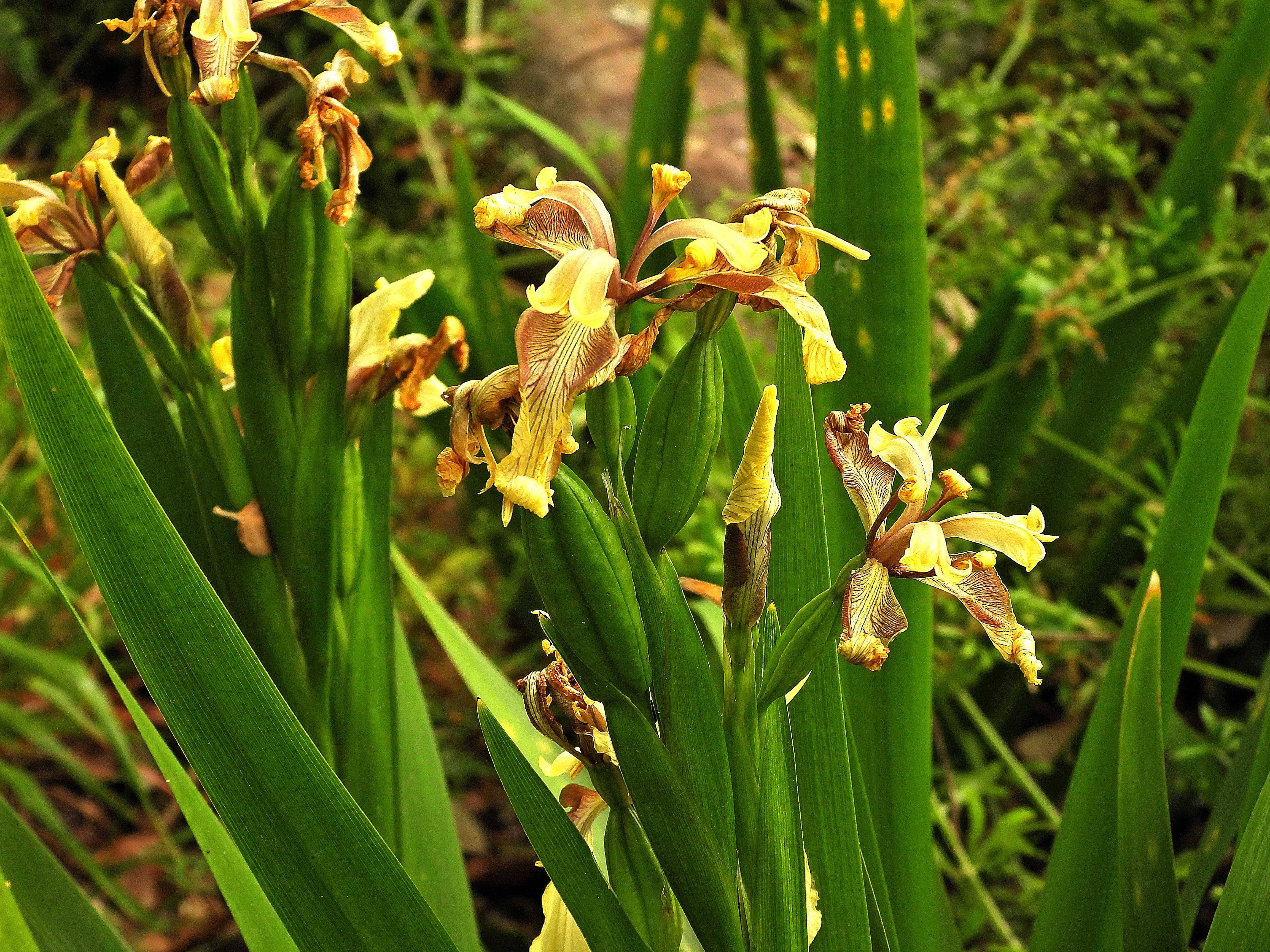 stinking iris flowers, yellow, brown, 4K Desktop Wallpaper