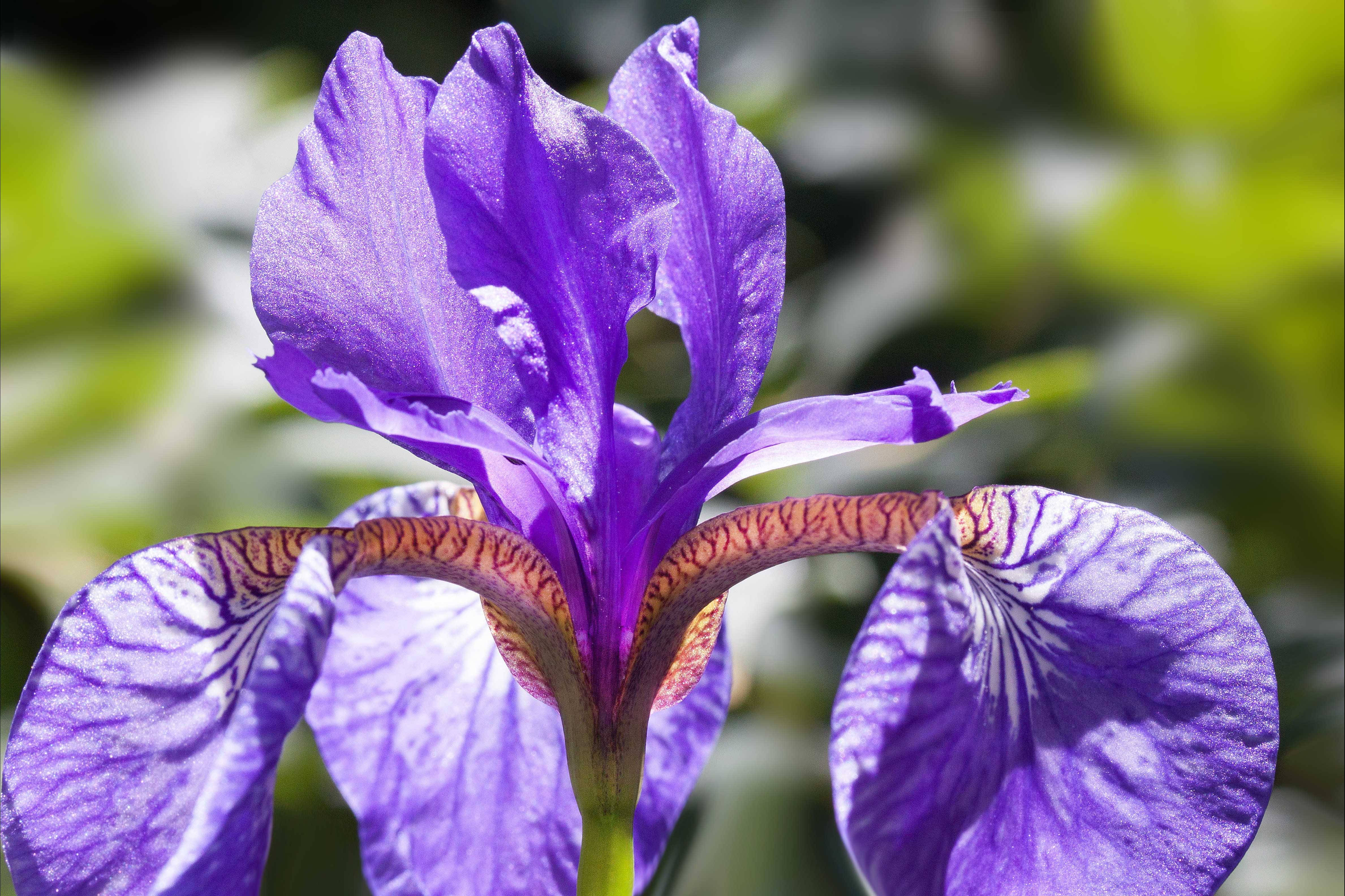 pseudacorus iris flower, vibrant purple, intricate white and brown patterns, 4K Desktop Wallpaper