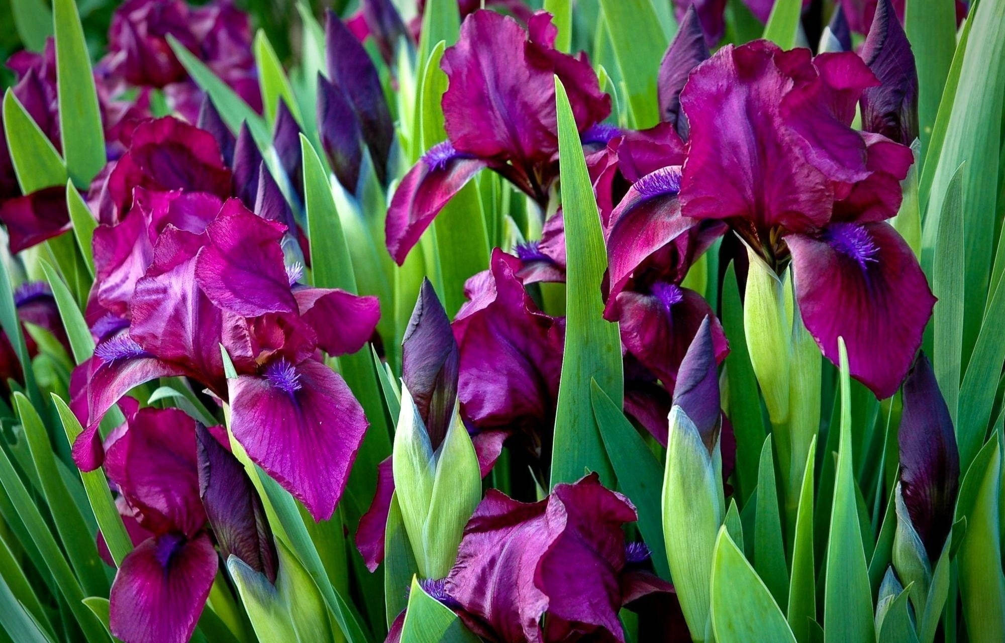 pumila iris, deep purple, lush green leaves, Full HD Desktop Wallpaper