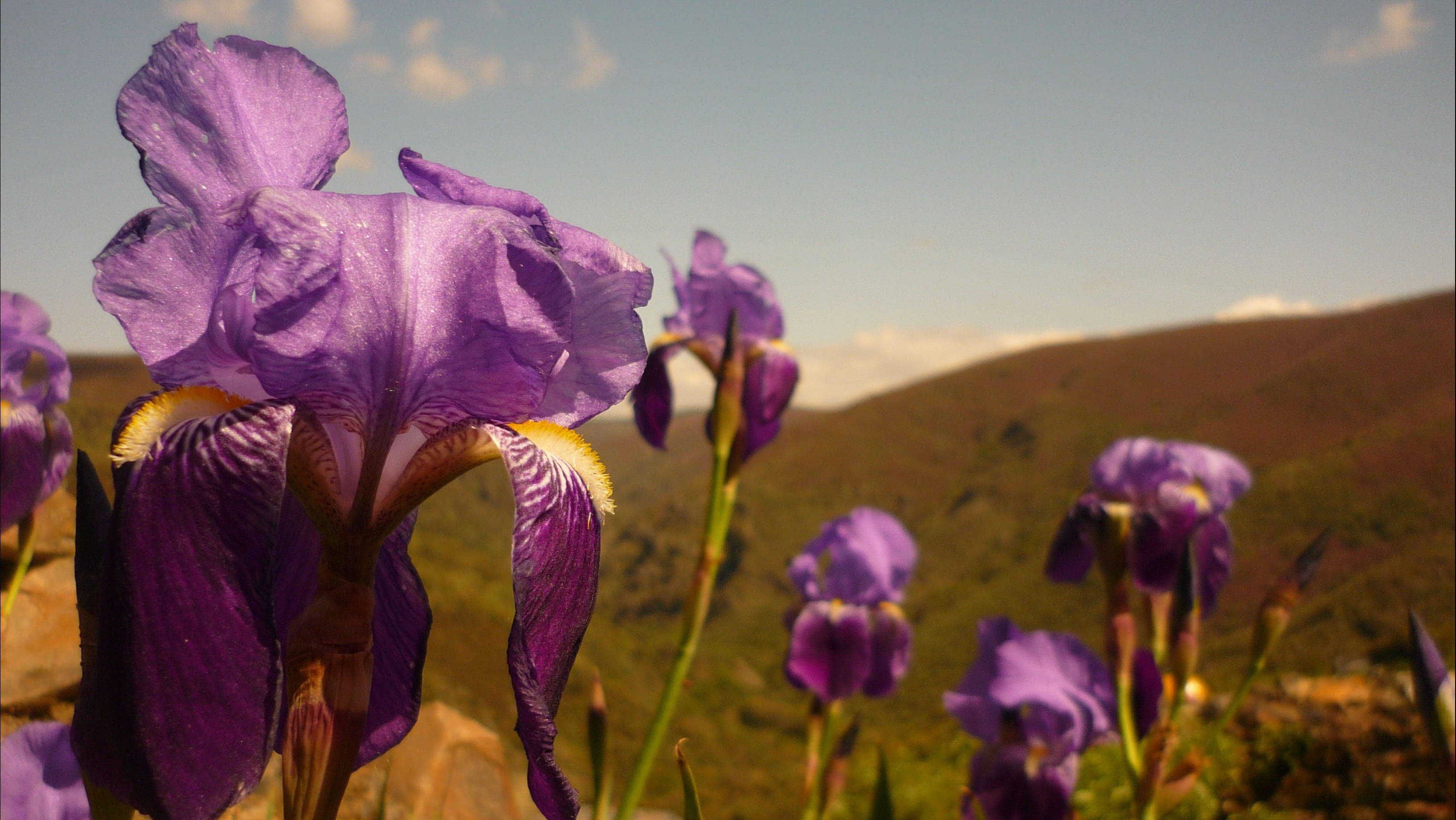 Hybrid Dutch Iris Flowers, vibrant purple, soft focus, 2K Desktop Wallpaper