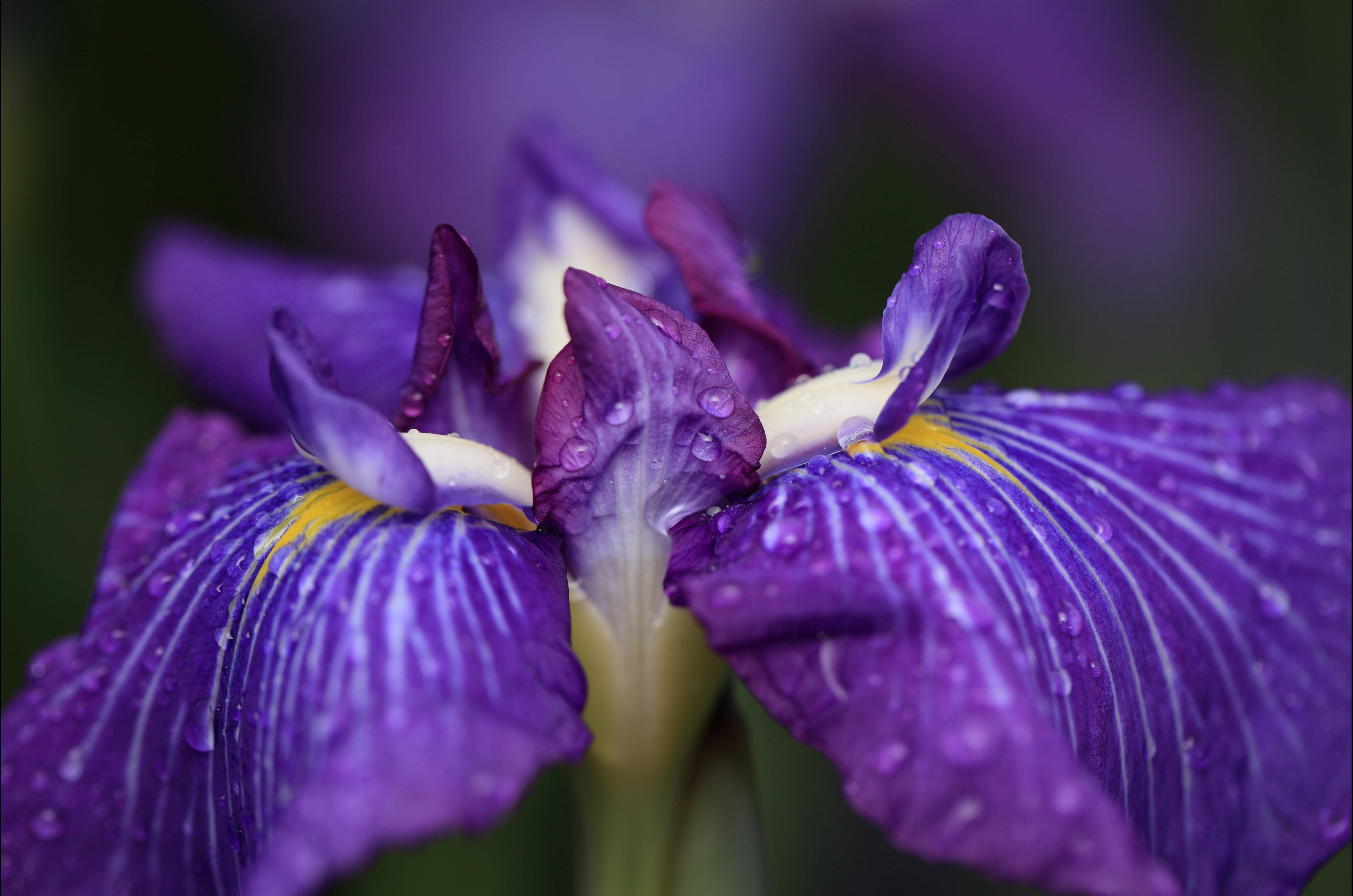 iris flower, ensata, vibrant purple, 5K Desktop Wallpaper