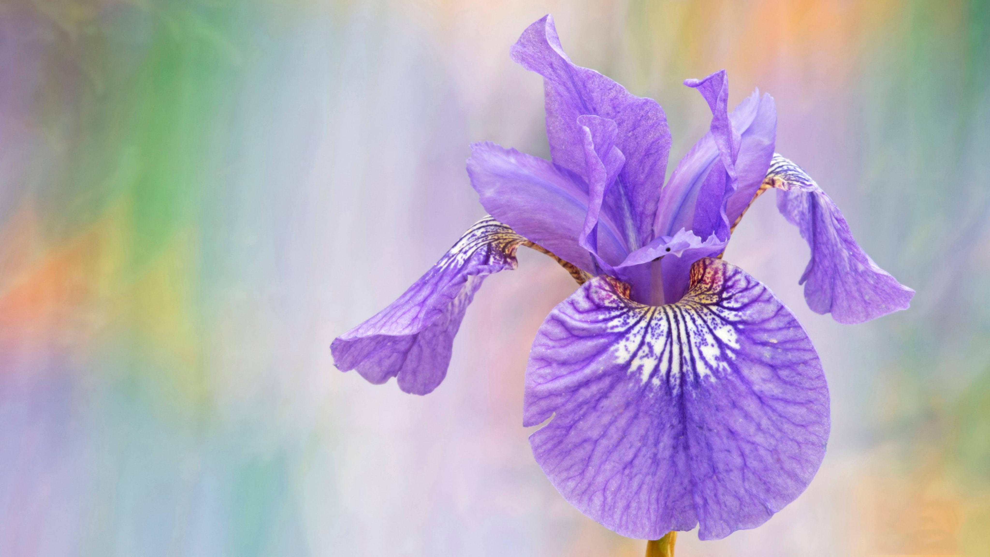 Siberian iris flower, vibrant purple, delicate white veining, 4K Desktop Wallpaper