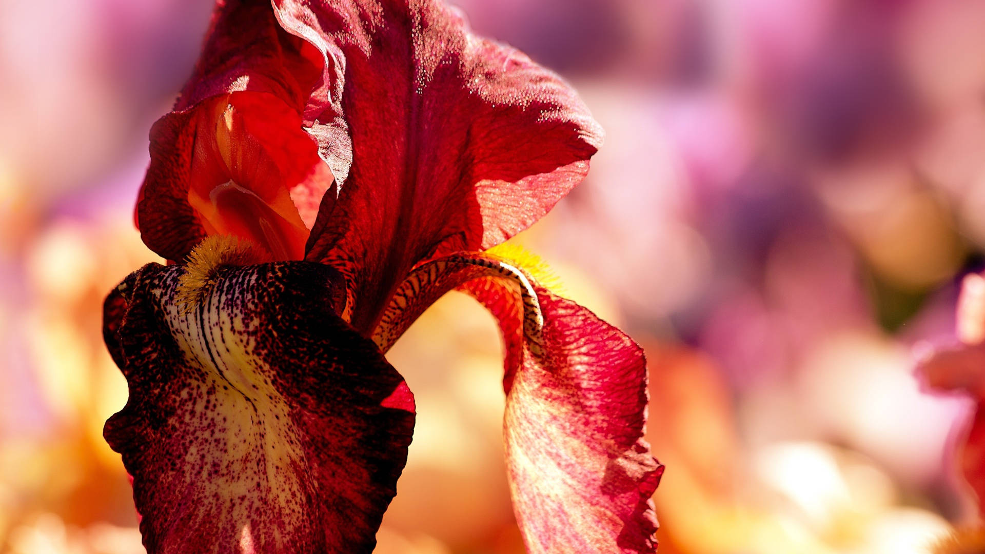 bearded iris flower, vibrant red, yellow and black speckled center, Full HD Desktop Wallpaper