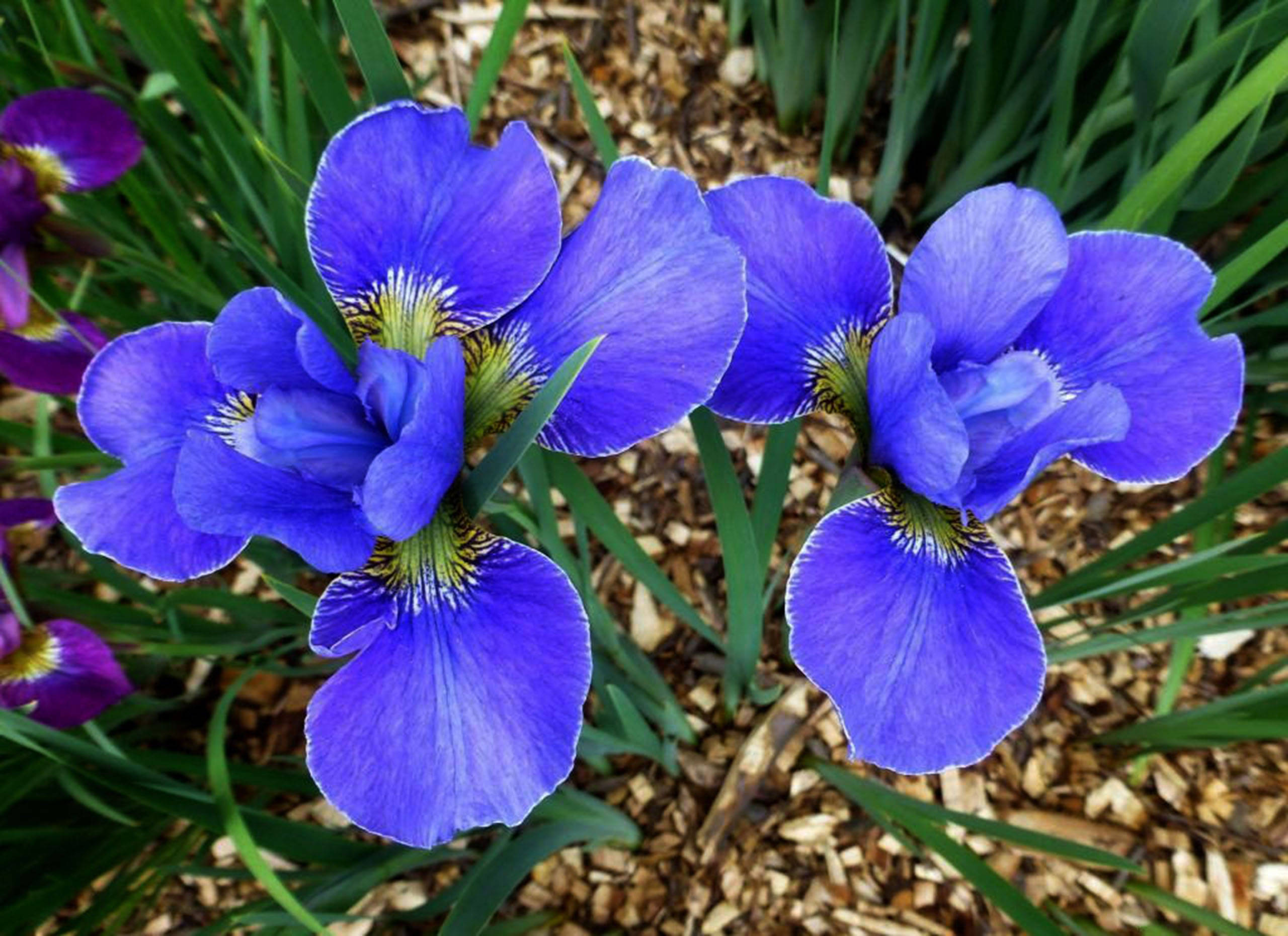 silver-edged iris flowers, vibrant purple irises, green leaves, 2K Desktop Wallpaper