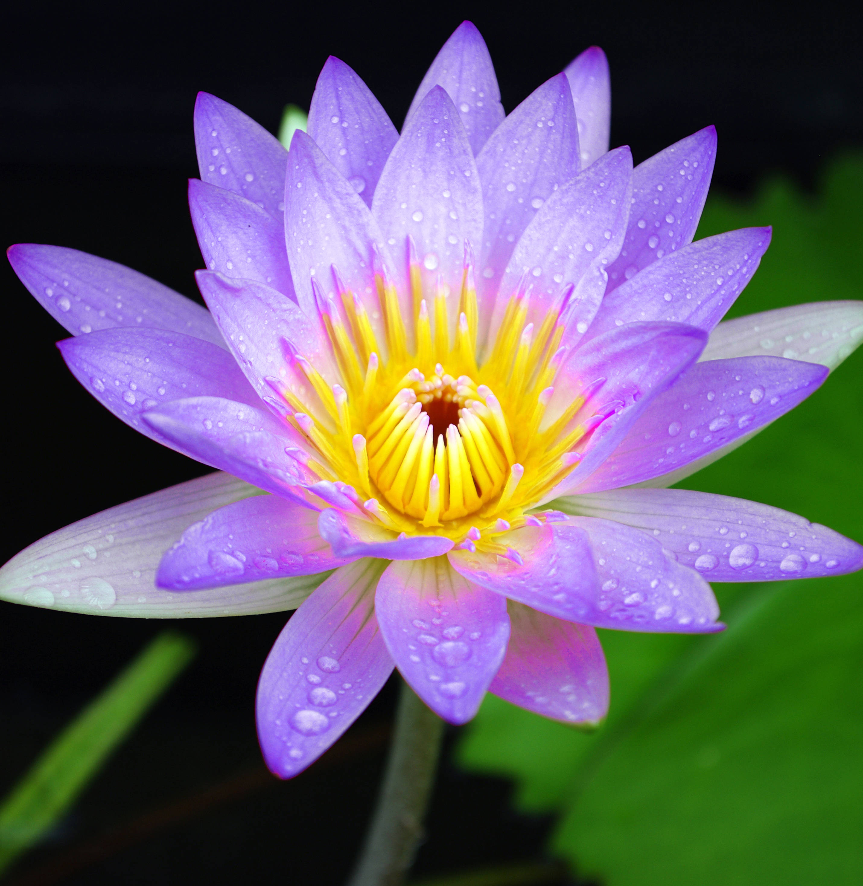 lavender lady lotus flower, vibrant purple water lily, yellow center, 2K Phone Wallpaper