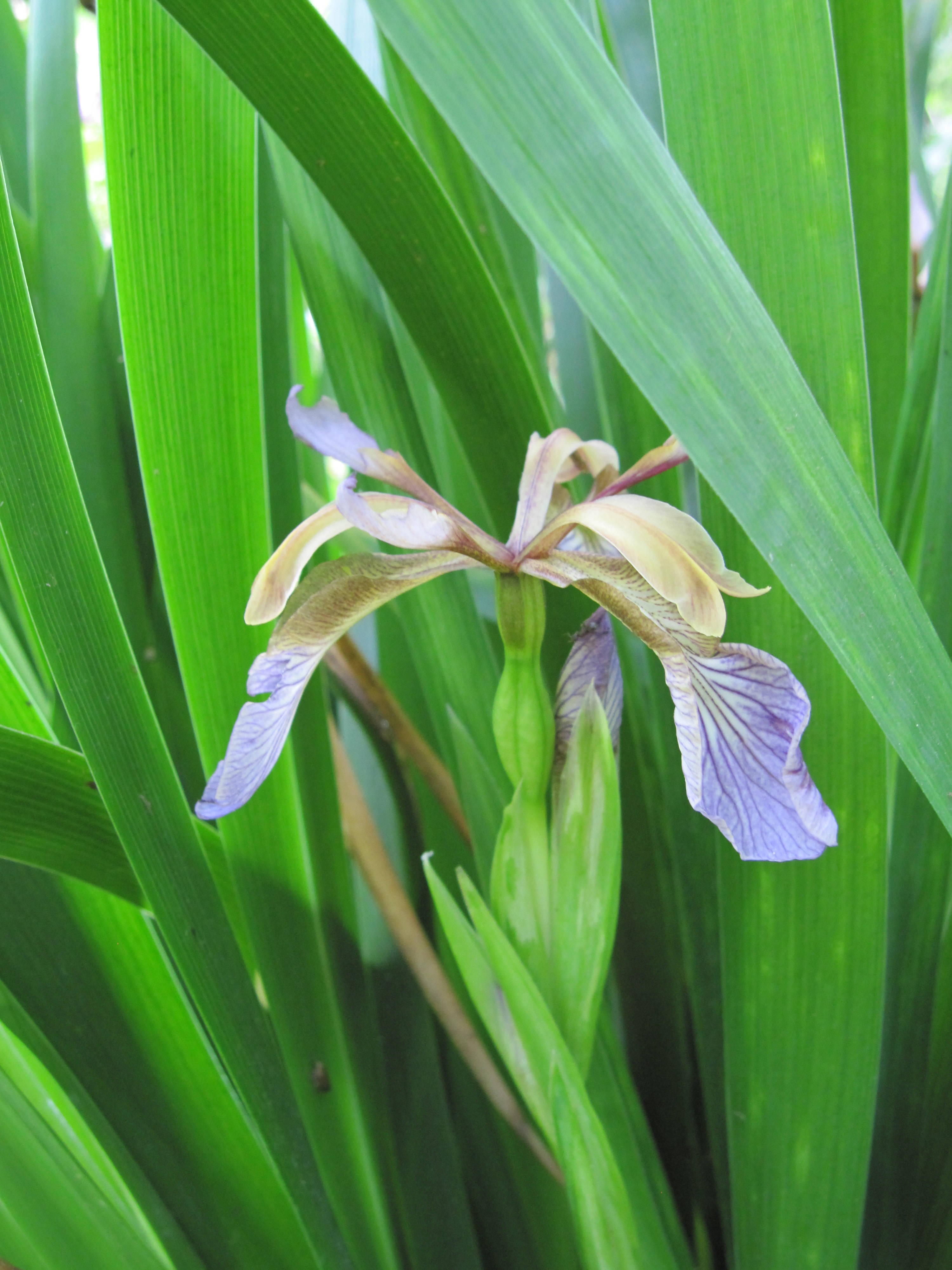 foetidissima iris flower, fading purple, yellow petals, 4K Phone Wallpaper