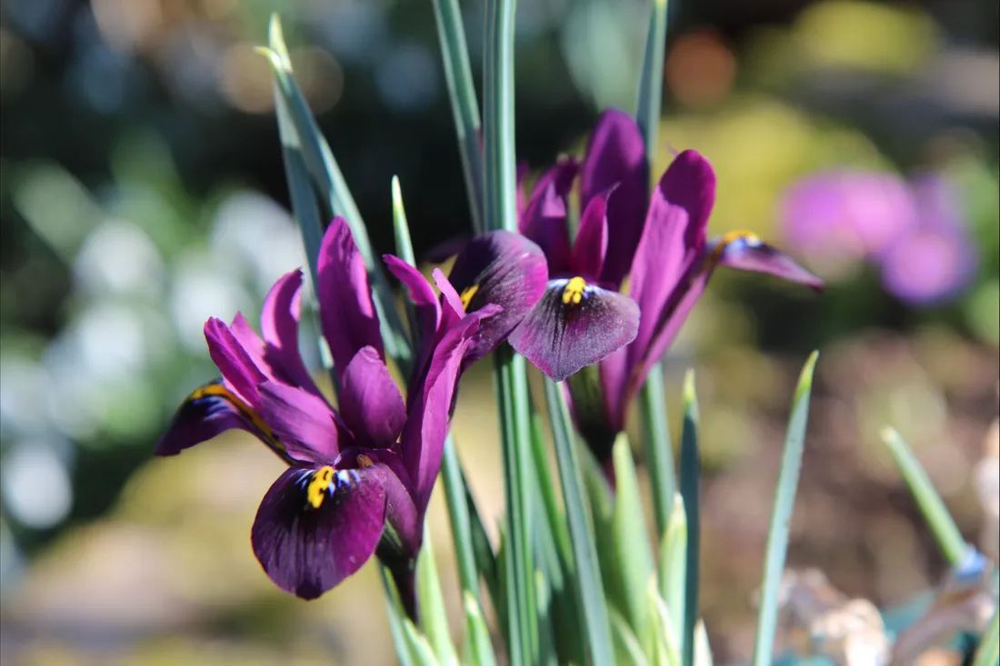 Iris