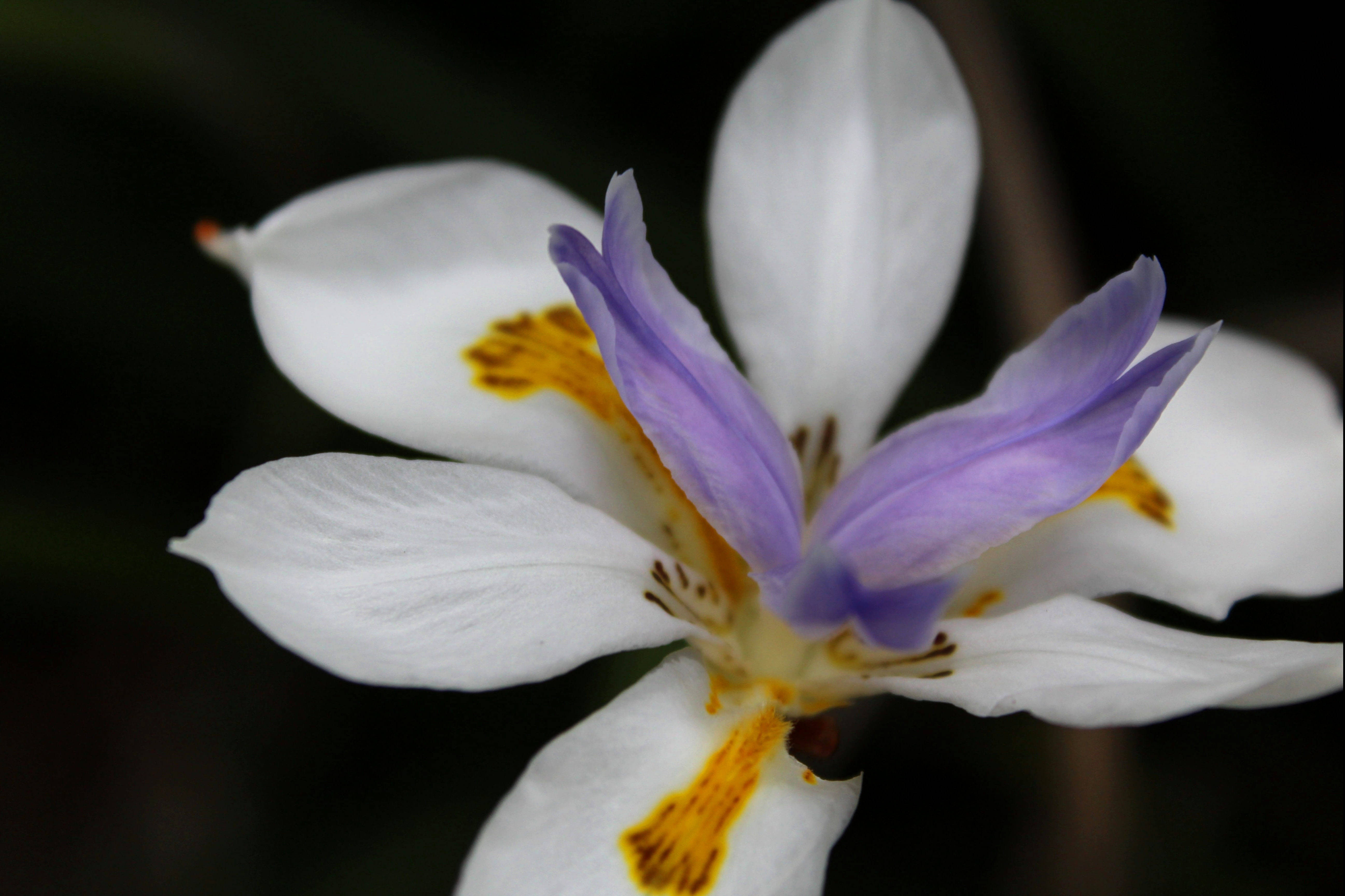 butterfly iris flower, white, purple, 5K Desktop Wallpaper