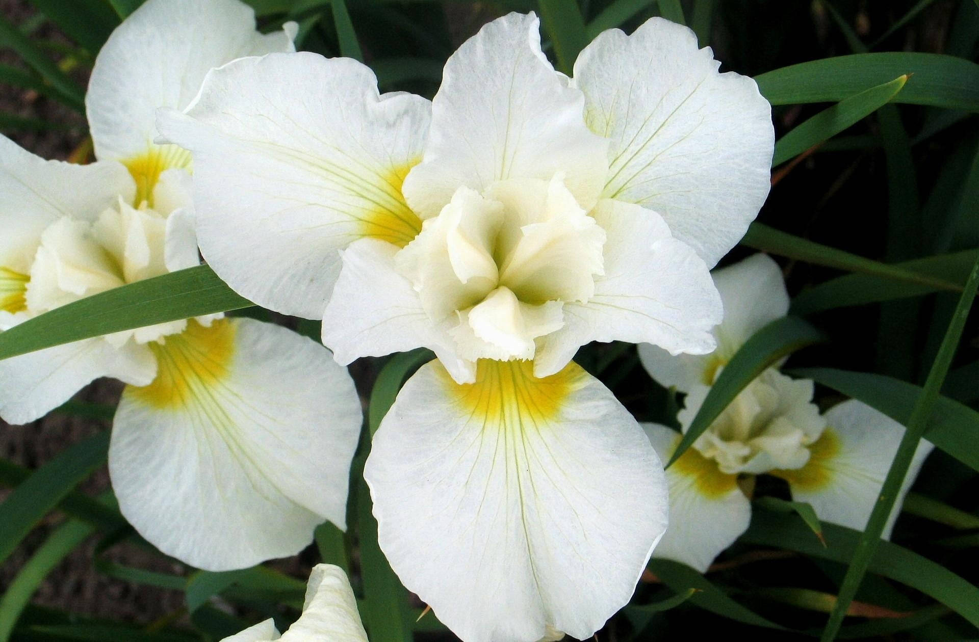 white irises, vibrant yellow centers, lush green foliage, Full HD Desktop Wallpaper