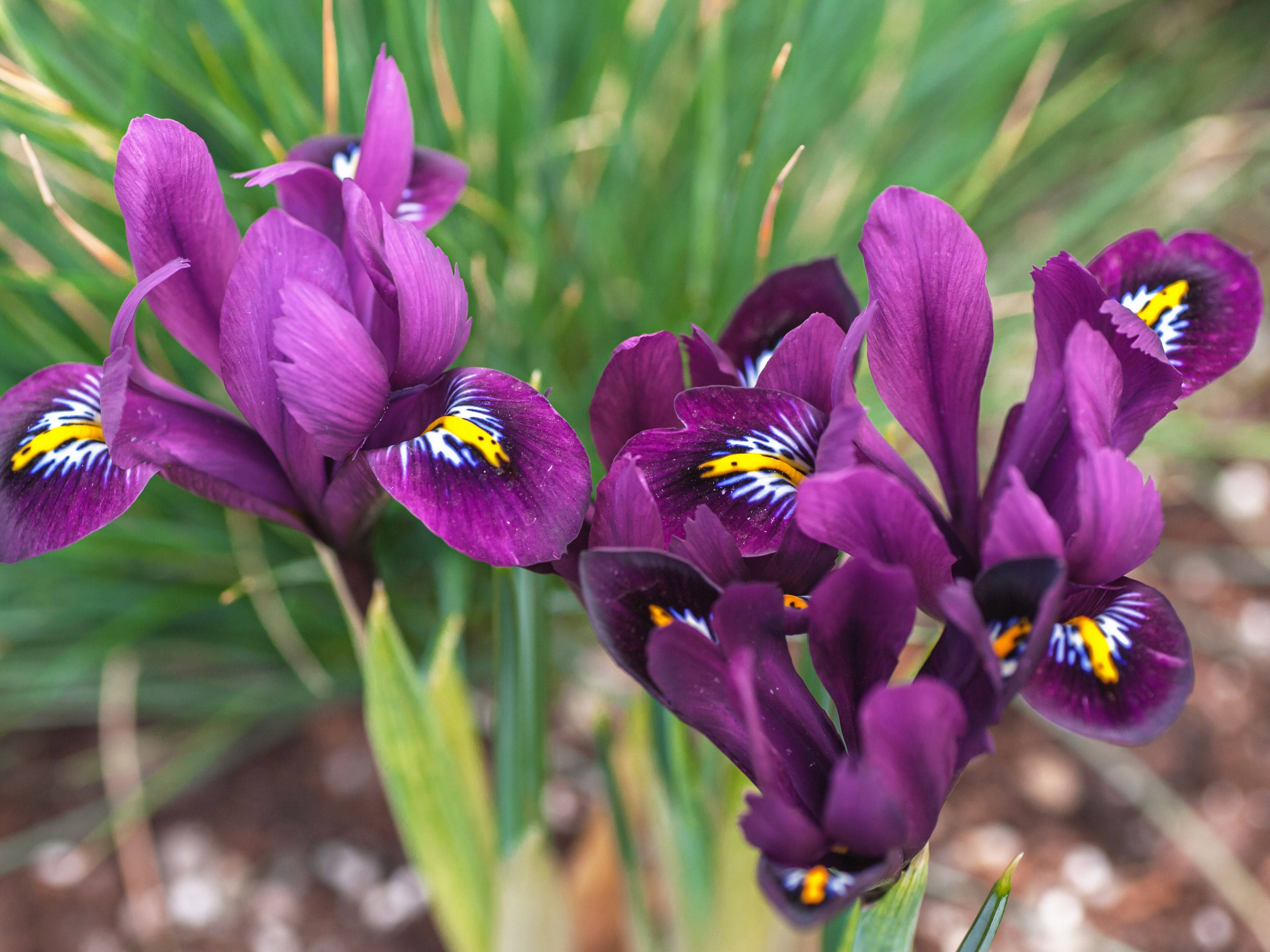 Iris reticulata, vibrant purple, yellow and white centers, 2K Desktop Wallpaper