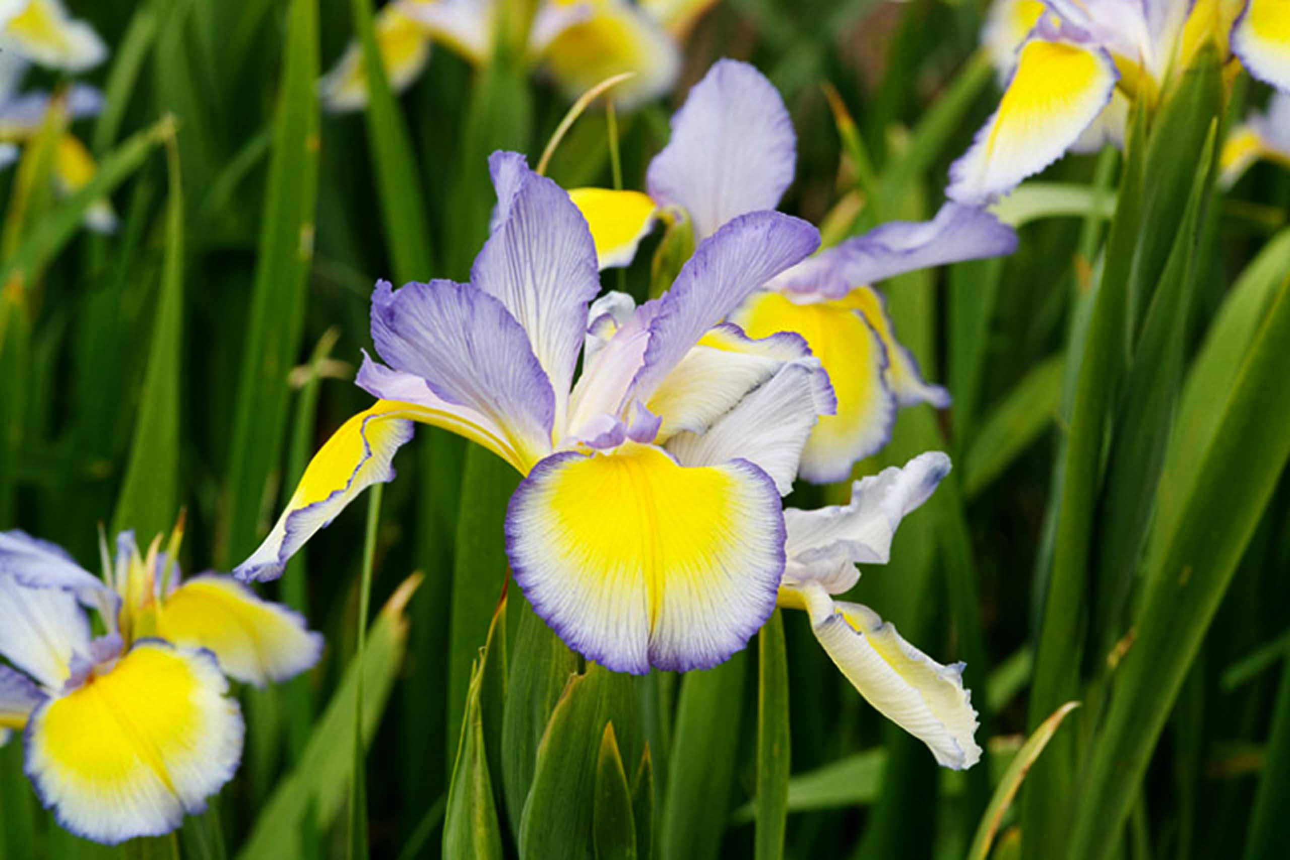 iris flower spuria, vibrant purple, yellow, 2K Desktop Wallpaper