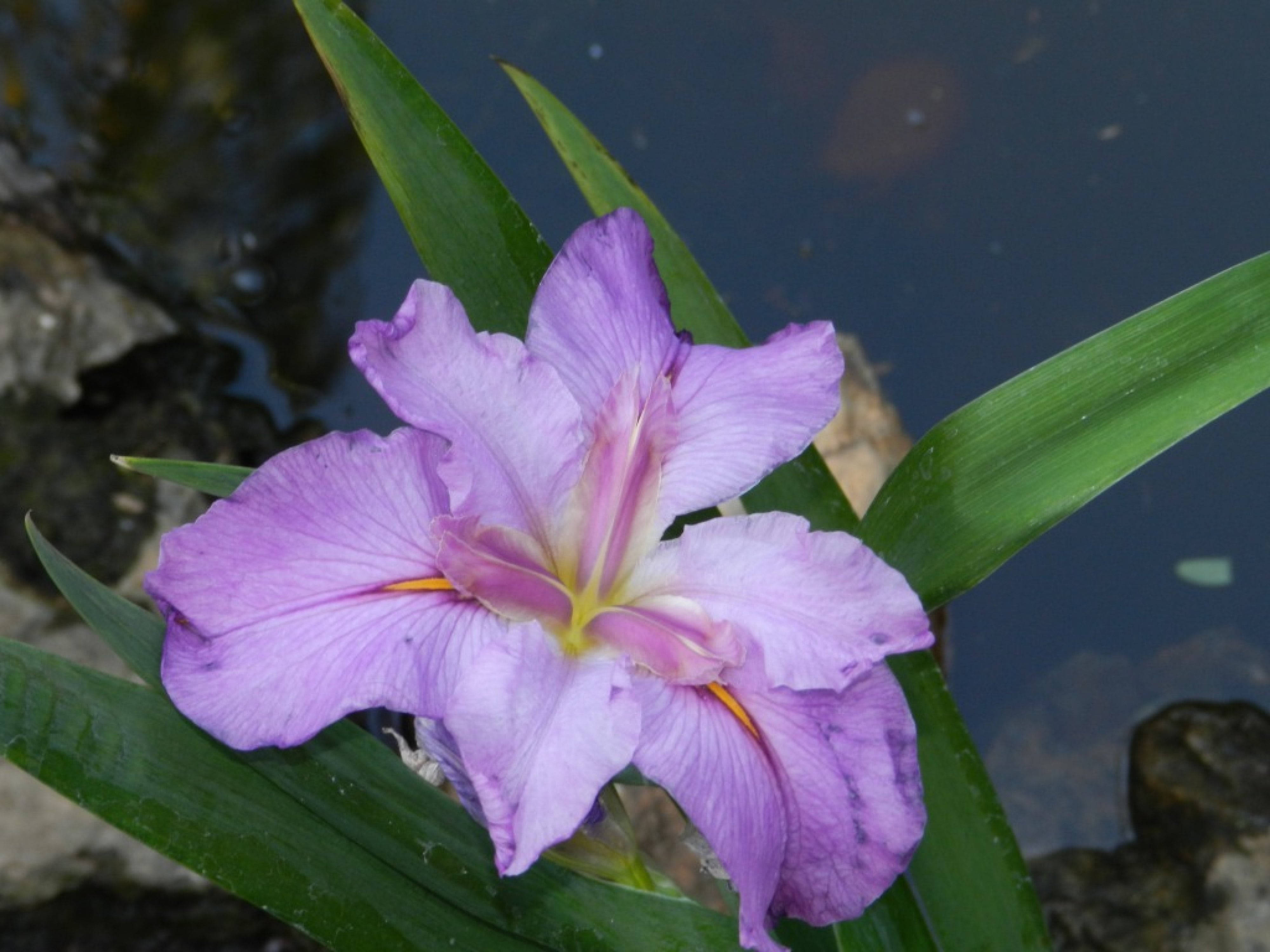 water iris flower, purple iris, dark pond, 4K Desktop Wallpaper