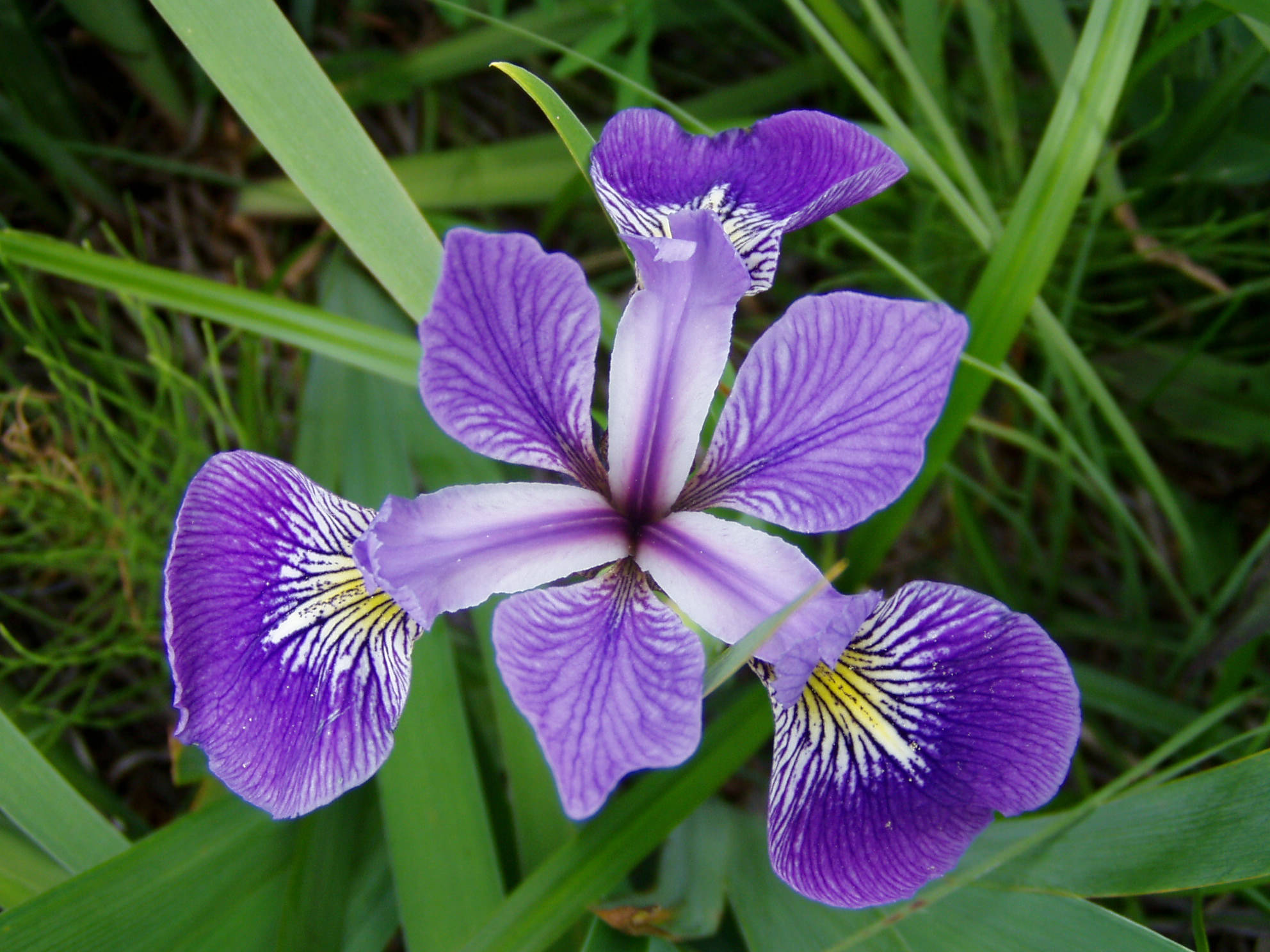 versicolor iris flower, vibrant purple, white and yellow markings, Full HD Desktop Wallpaper