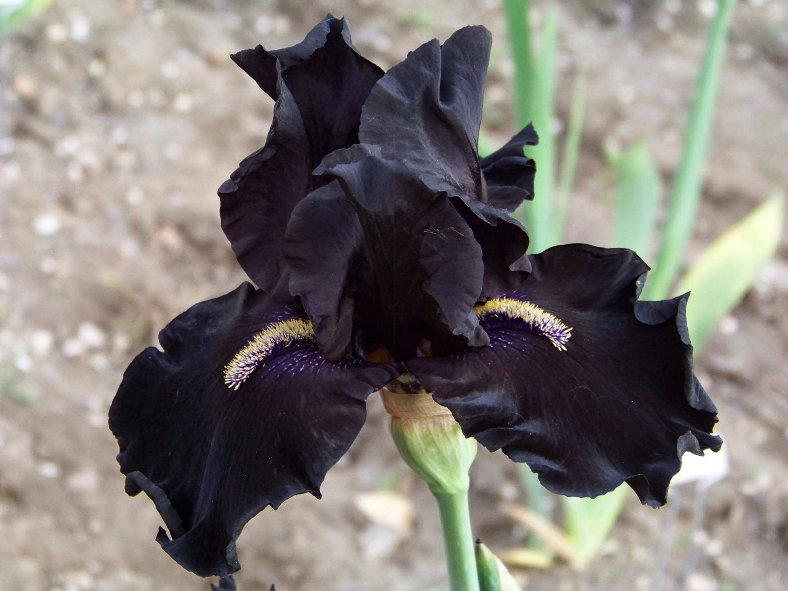 black iris flower, golden-yellow accents, purple accents, 2K Desktop Wallpaper