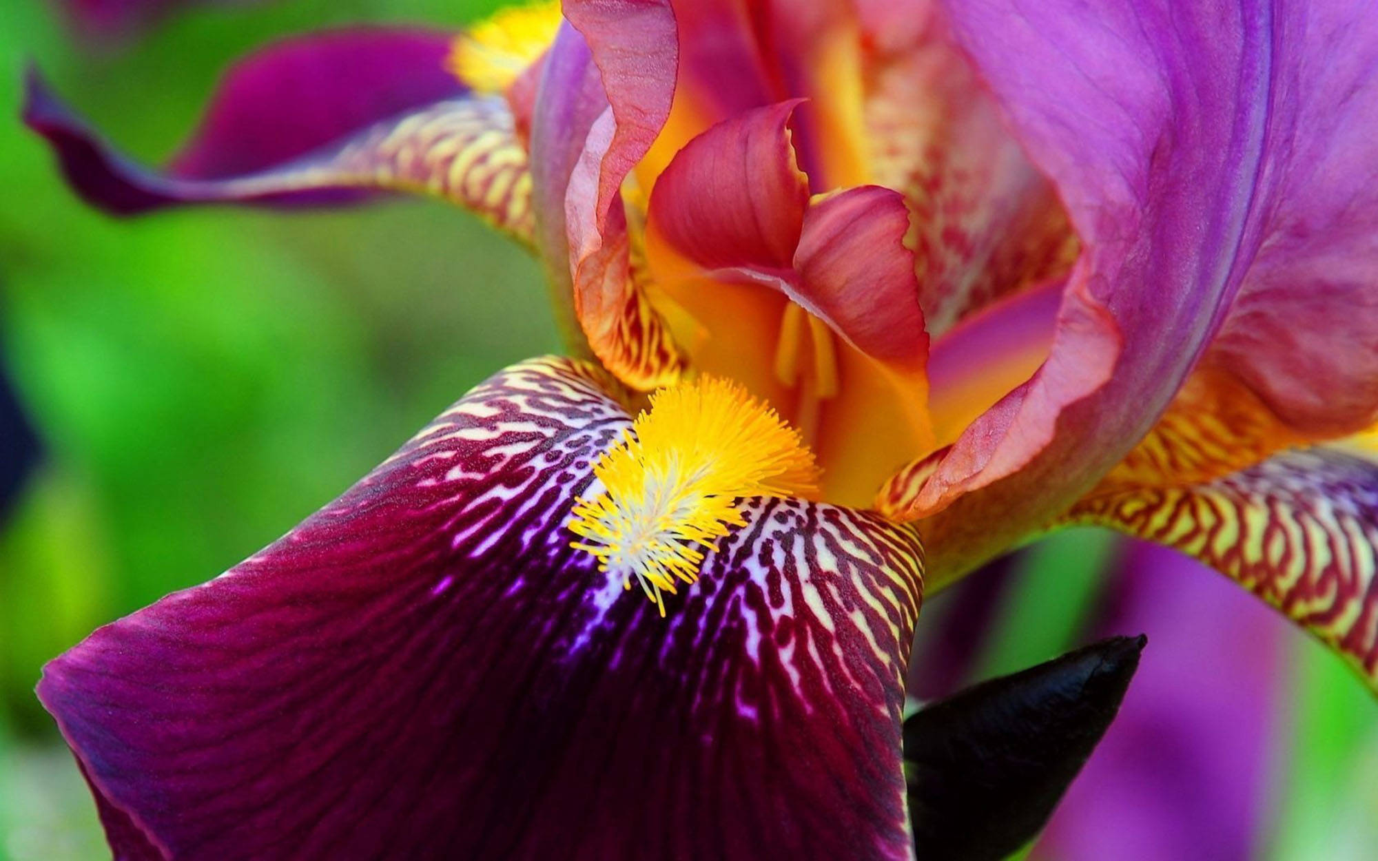 pink bearded iris, purple iris flower, yellow center, Full HD Desktop Wallpaper