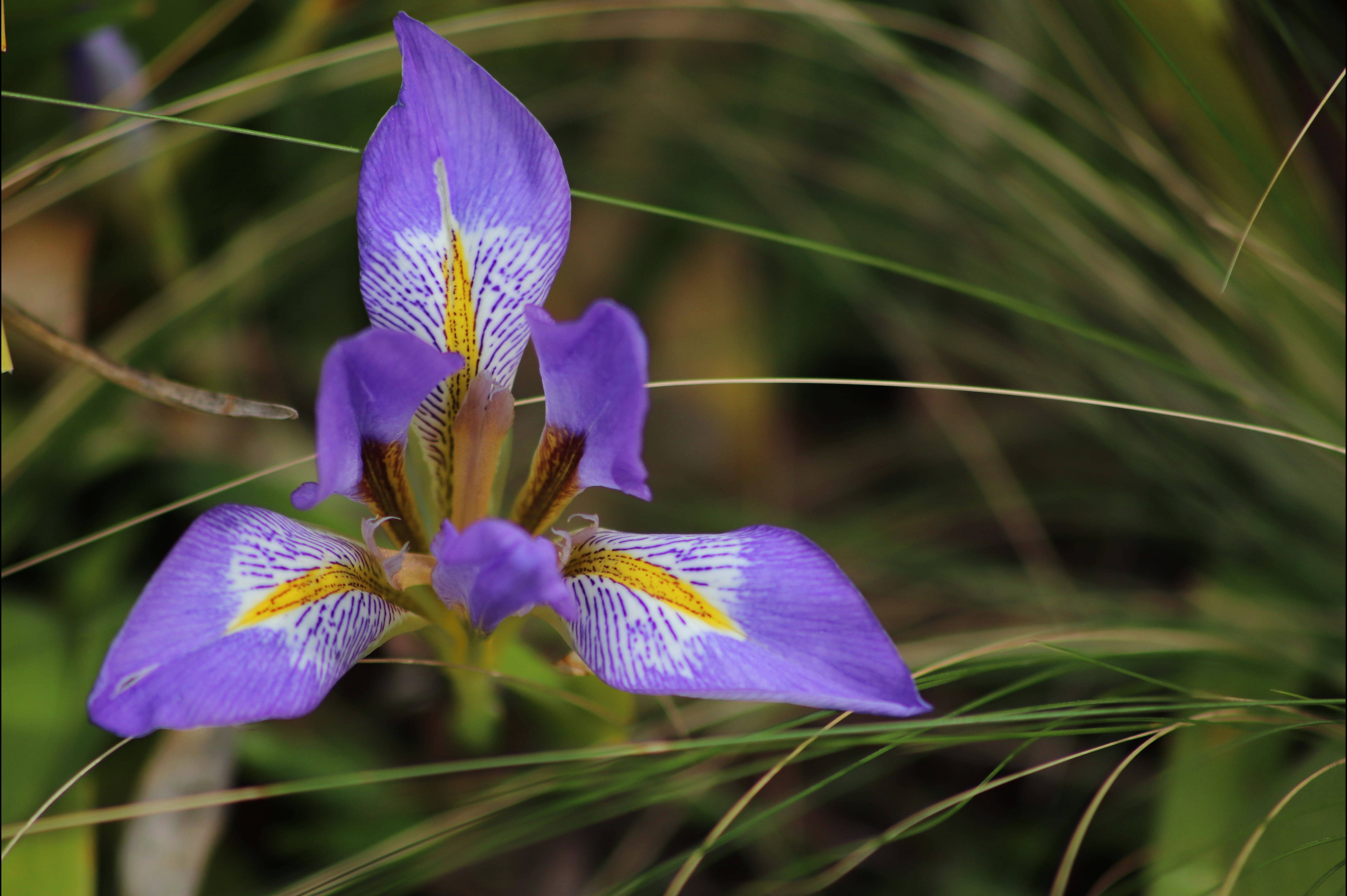 iris flower unguicularis, vibrant purple, yellow and white markings, 5K Desktop Wallpaper