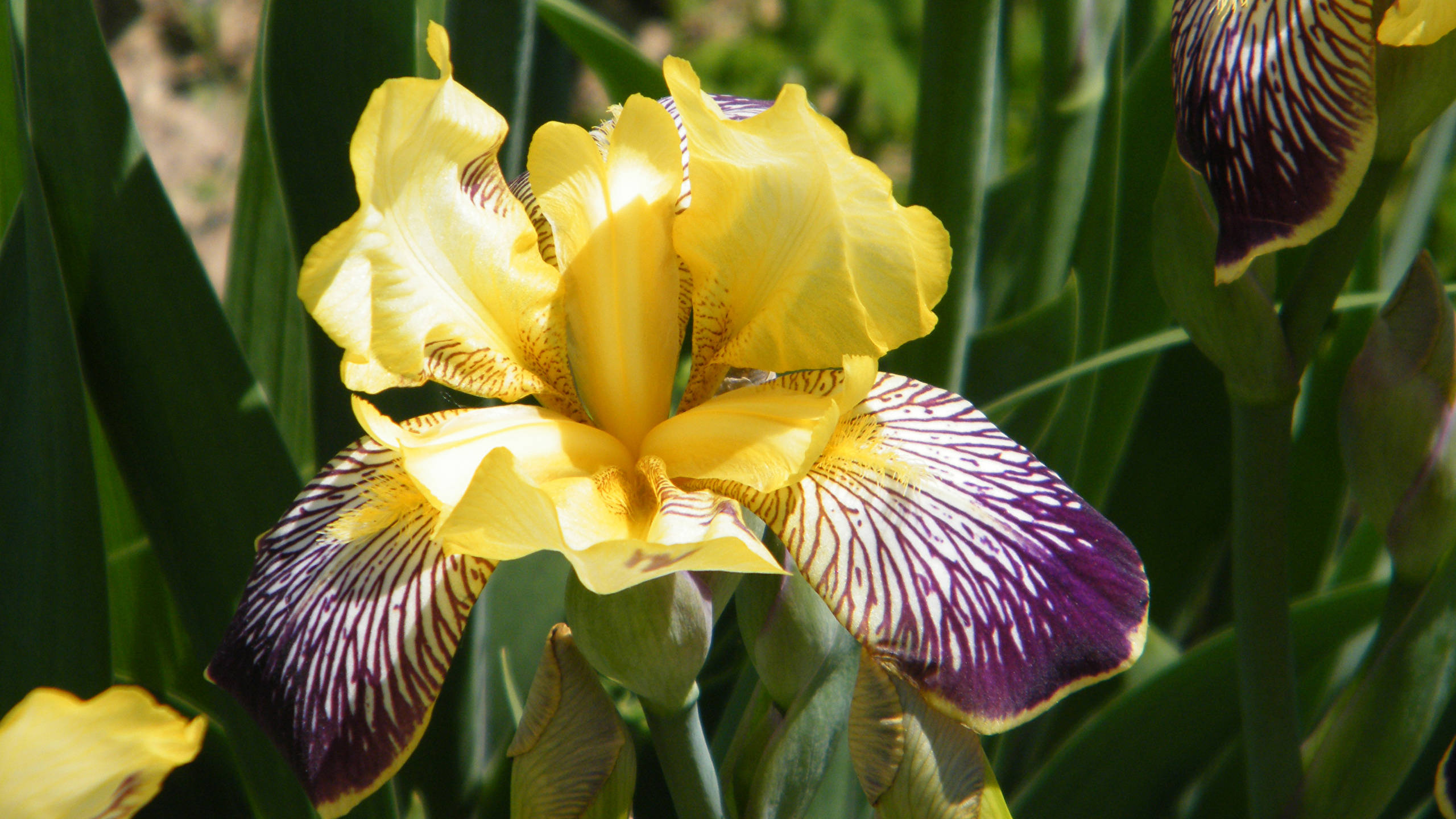 yellow iris flower, deep purple veined petals, lush green foliage, 2K Desktop Wallpaper