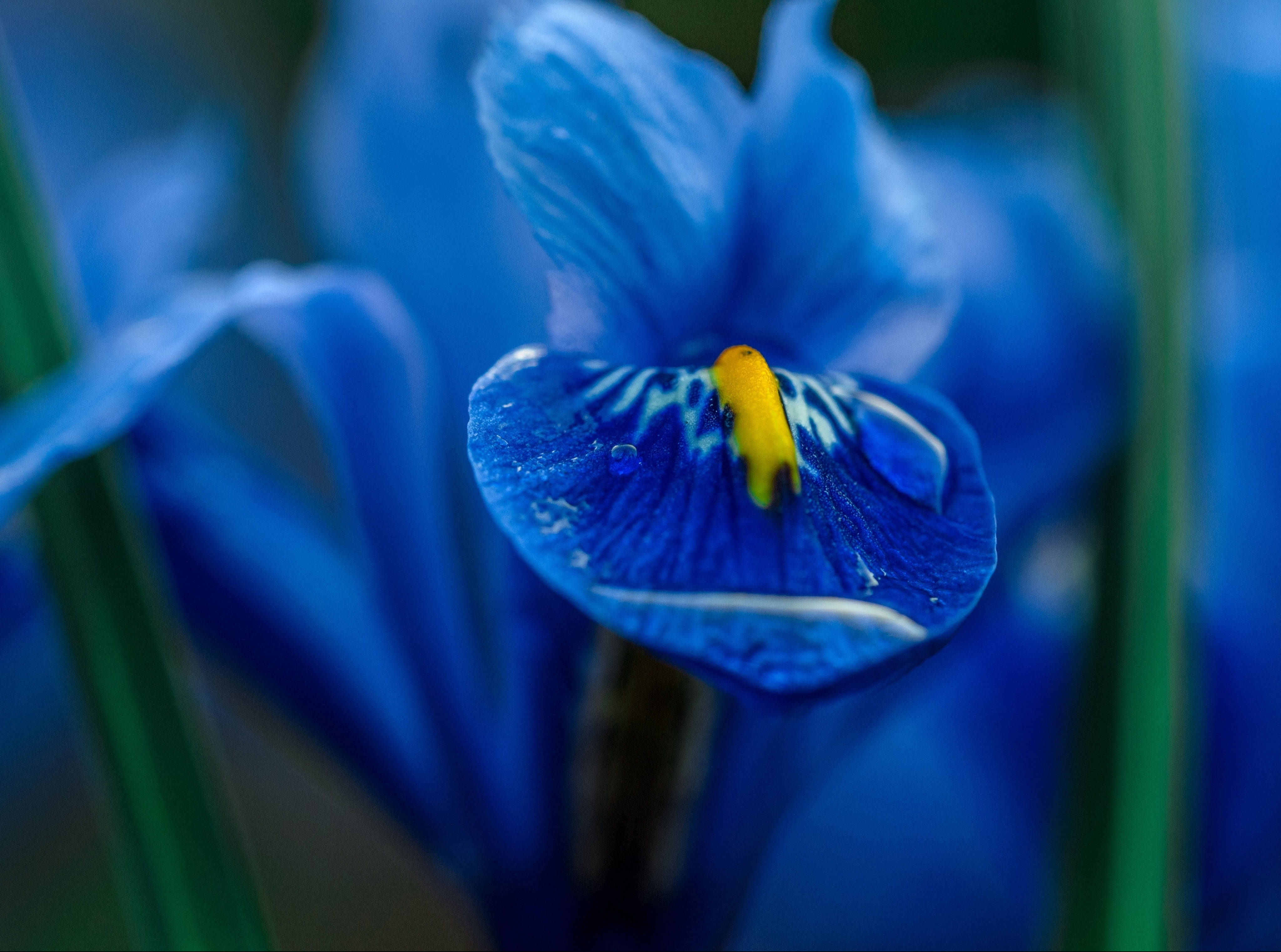 blue iris flower, vivid blue iris, yellow center, 4K Desktop Wallpaper
