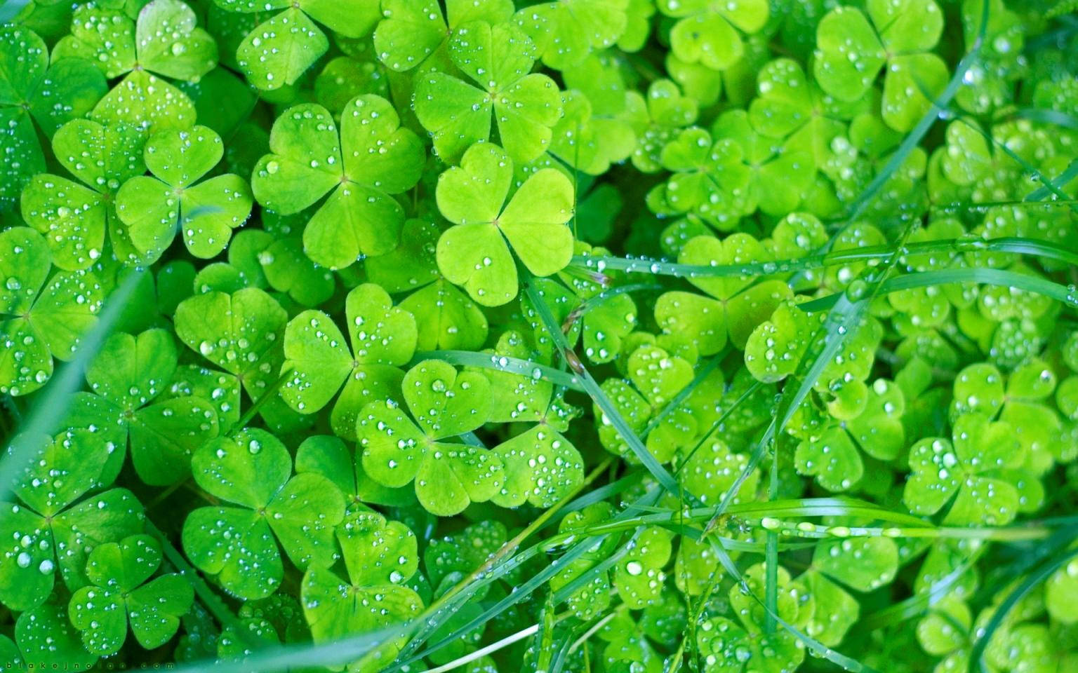 Irish, clover leaves, dewdrops, HD Desktop Wallpaper