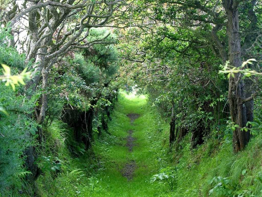 Green Irish Forest, narrow grassy path, dense green forest, SD Desktop Wallpaper