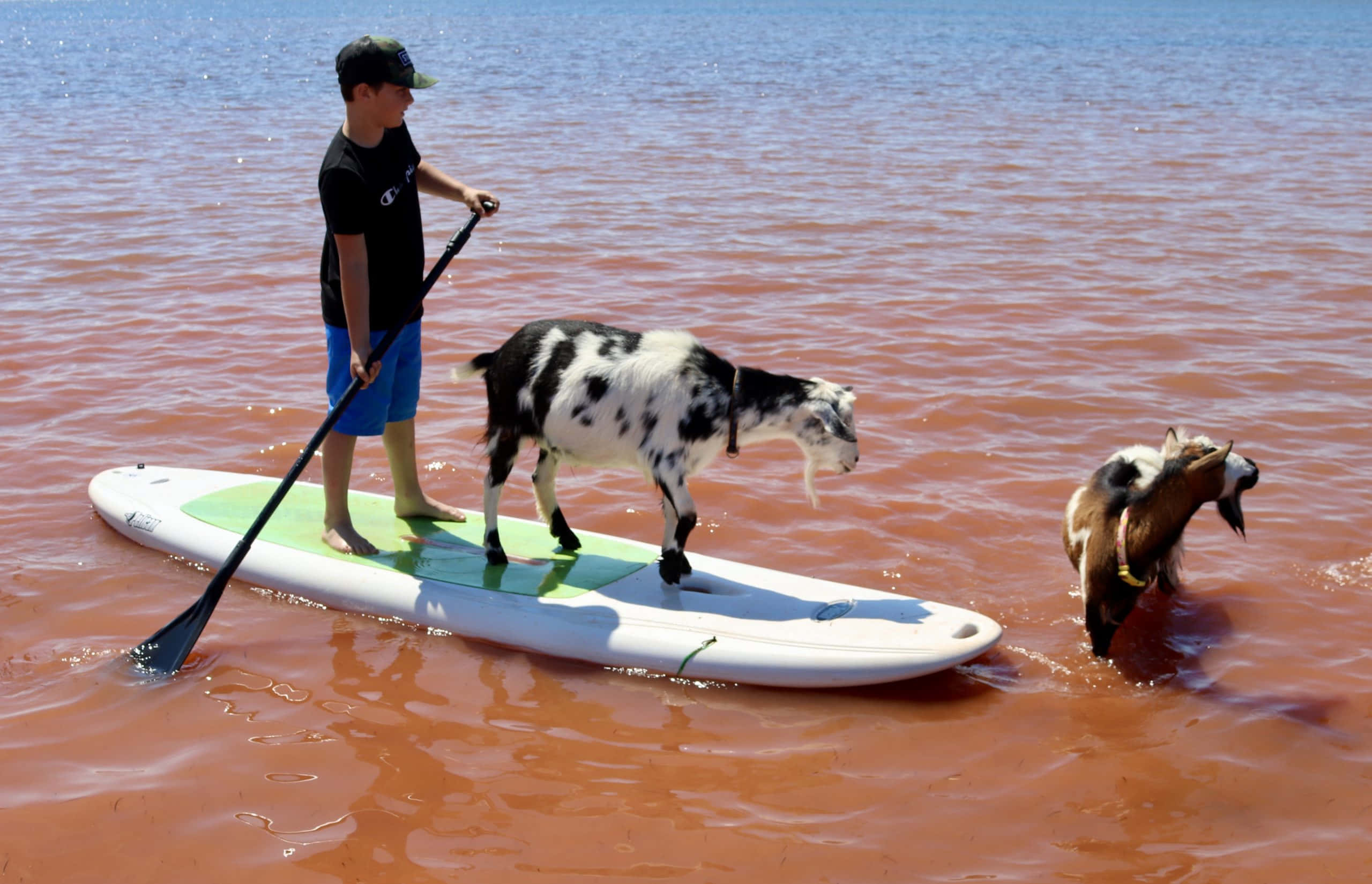 Islander Day, beach, black and white goat, 2K Desktop Wallpaper