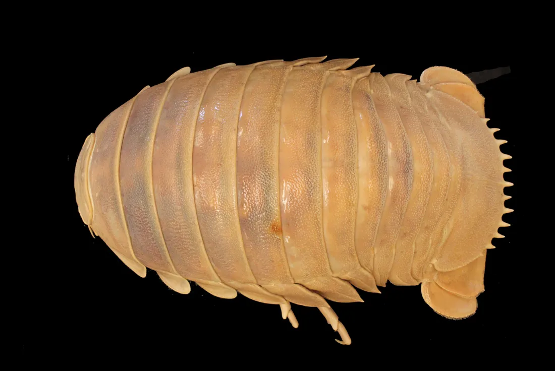 Isopod