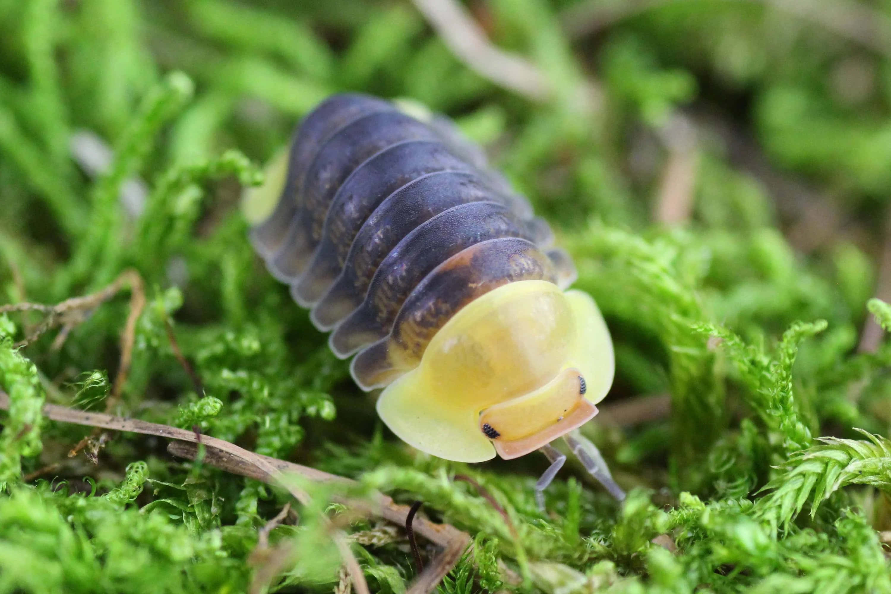 isopod creature, translucent yellow head, dark segmented body, 2K Desktop Wallpaper