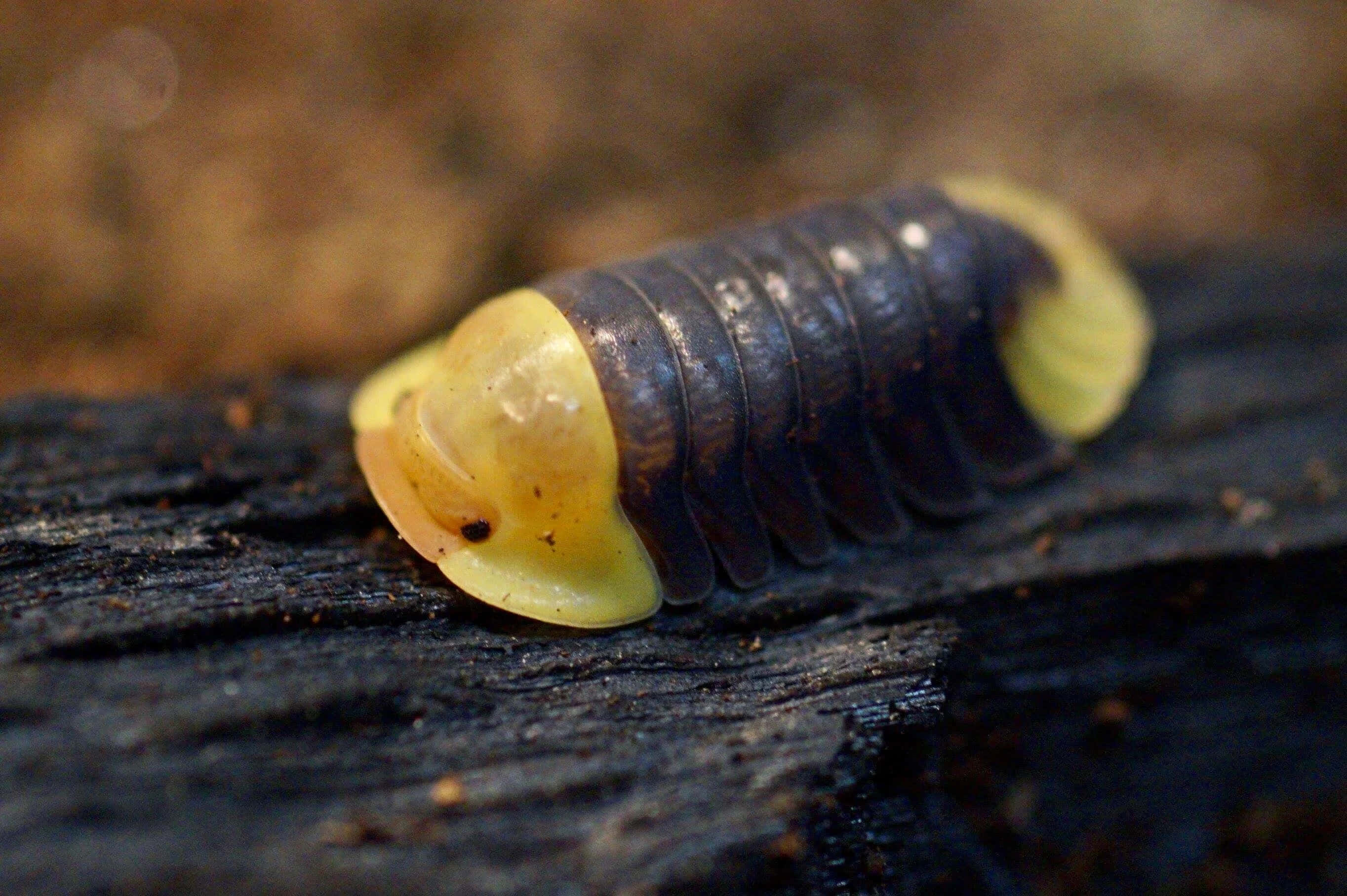 giant isopod, dark segmented isopod, bright yellow head, 2K Desktop Wallpaper