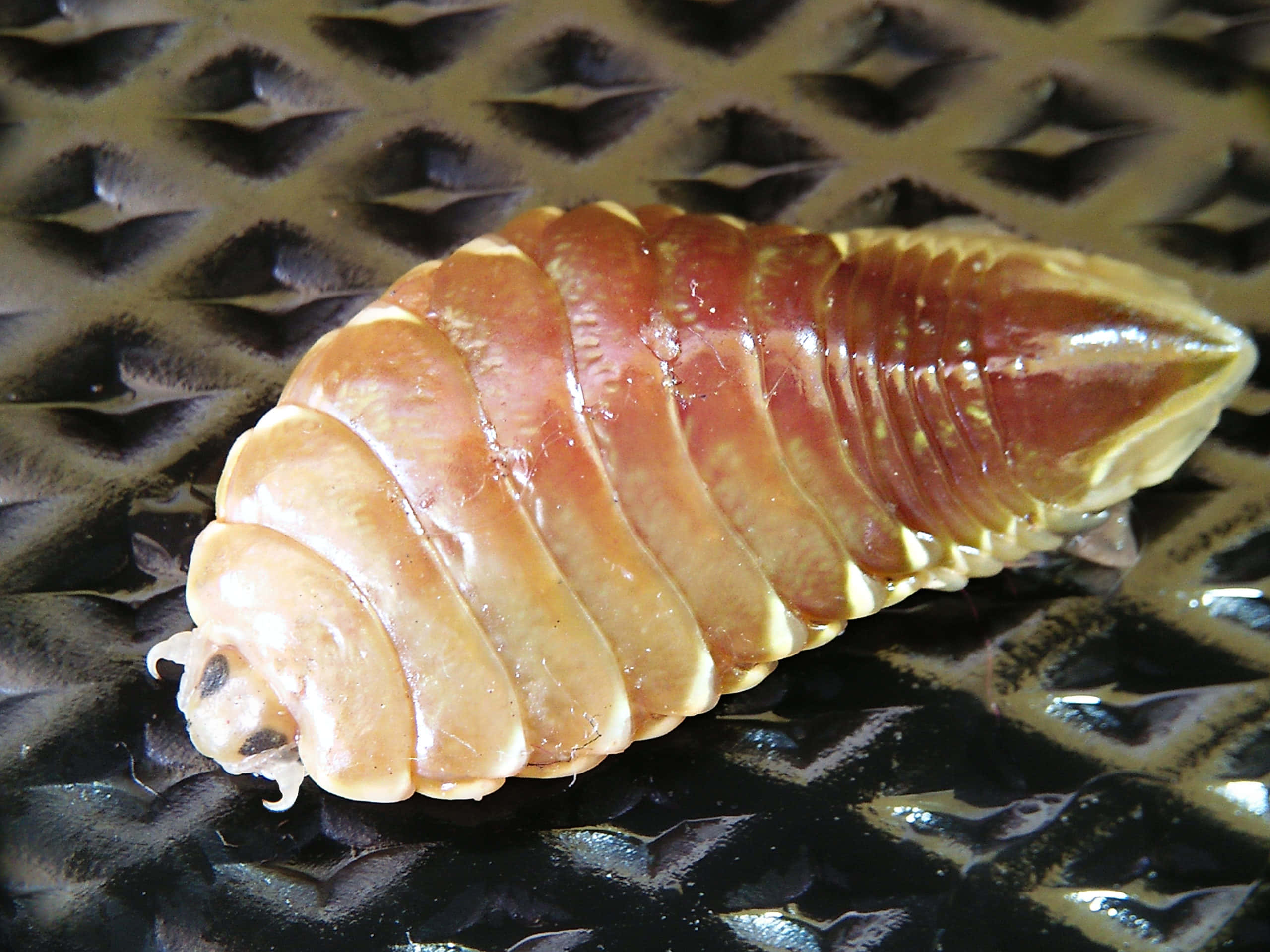 isopod, glossy segmented, dark textured surface, 2K Desktop Wallpaper